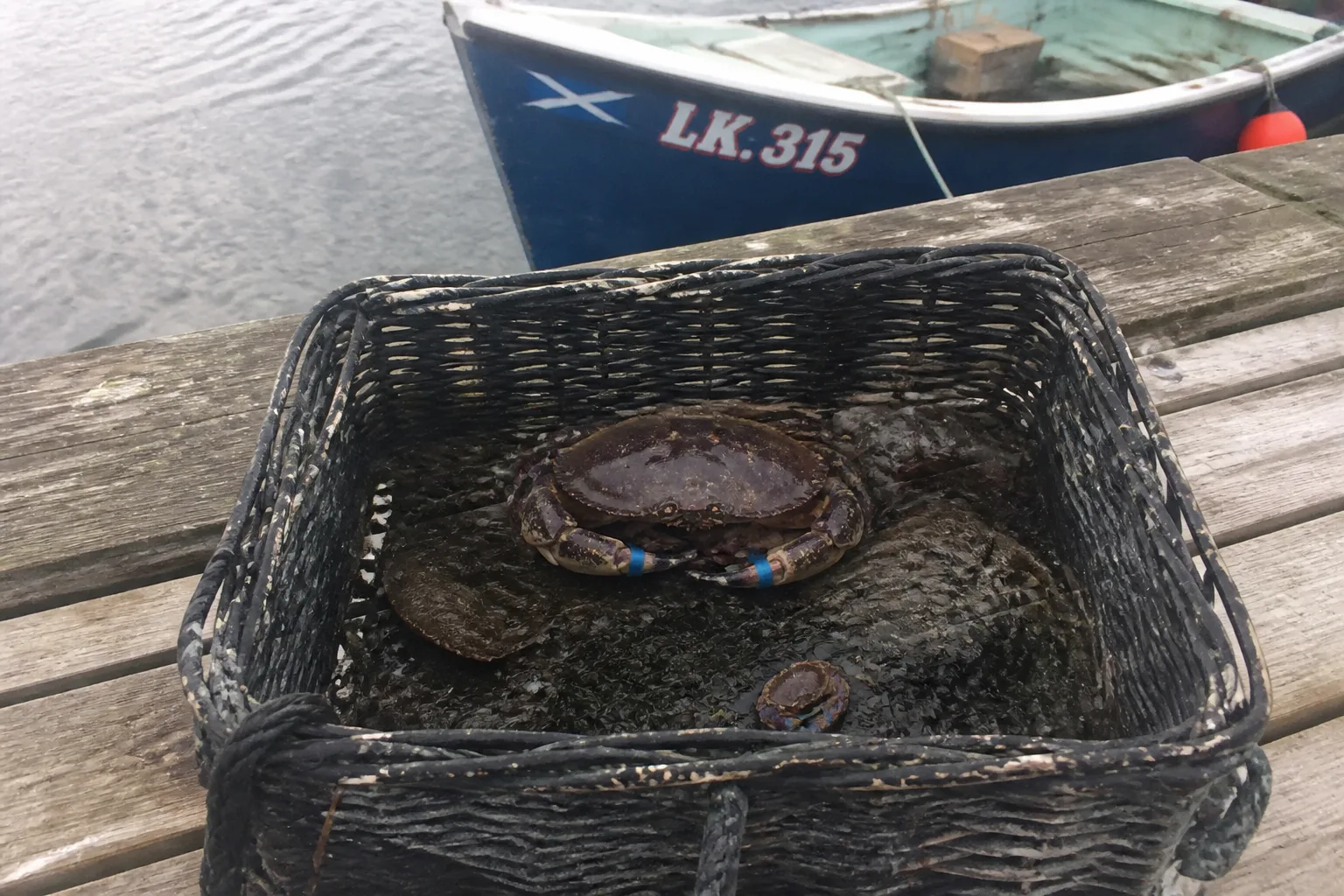 A single dark-shelled live Orkney brown crab in a battered black wicker creel just landed from a small fishing boat at Stromness pier, claws bound with blue rubber bands, surrounded by damp seaweed and a few smaller crabs