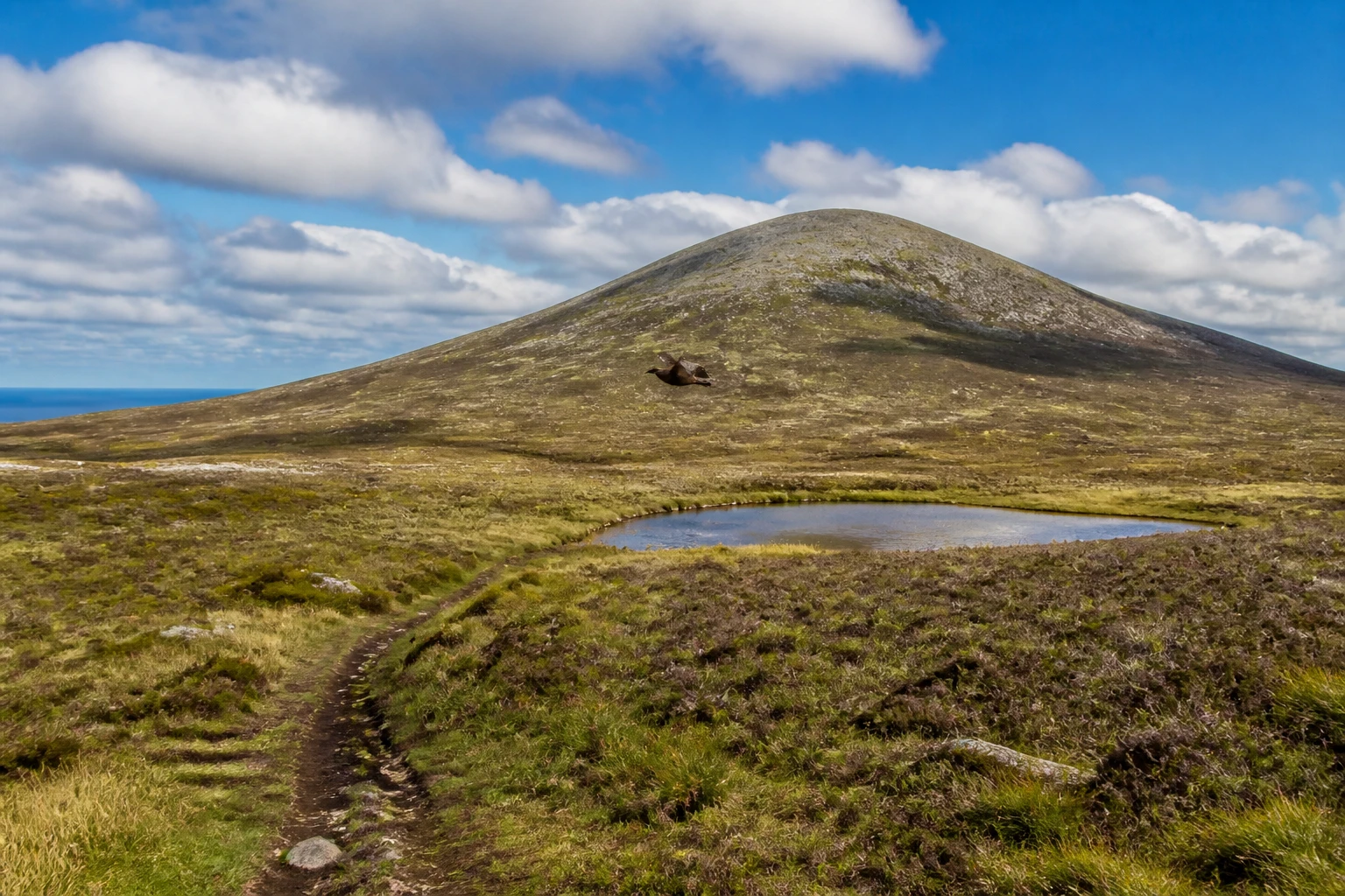 Heather moorland landscape of north Hoy Orkney with rolling tussock grass and purple-brown heather in foreground, a great skua bonxie in flight over the moor in middle distance, Ward Hill rising in the background centre at 481 metres with grass and rock-strewn upper slopes partly in shadow, narrow muddy footpath winding across the moor, broken summer cloud
