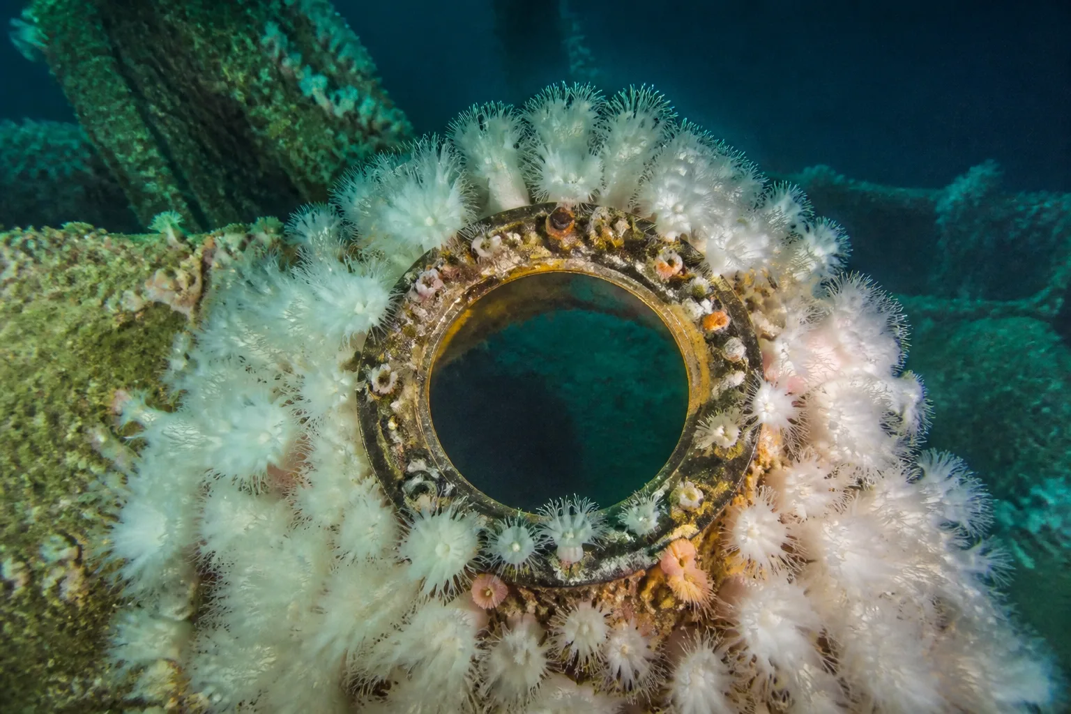 Tight underwater close-up of a corroded brass porthole on one of the German Fleet wrecks at Scapa Flow, densely encrusted with white plumose anemones in feeding posture, lit by a diver's torch beam against deep green-blue water