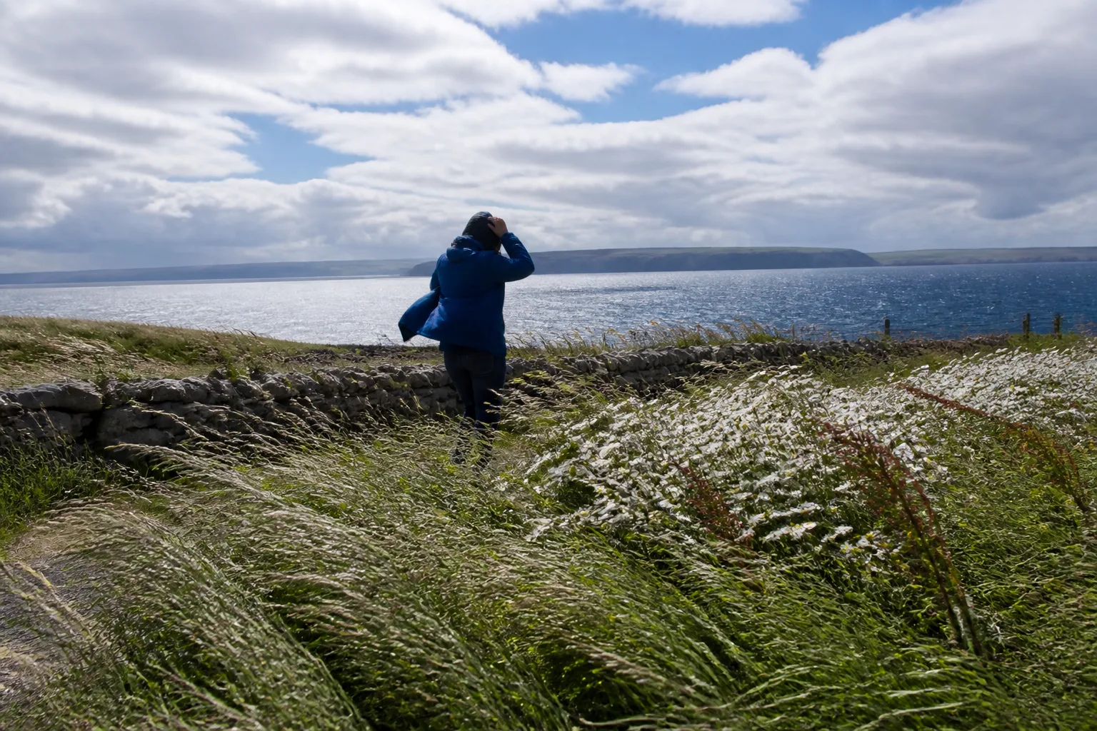 Wind bending tall meadow grass and wildflowers sideways on an exposed Orkney headland on a bright summer day, a walker in a waterproof holding their hood