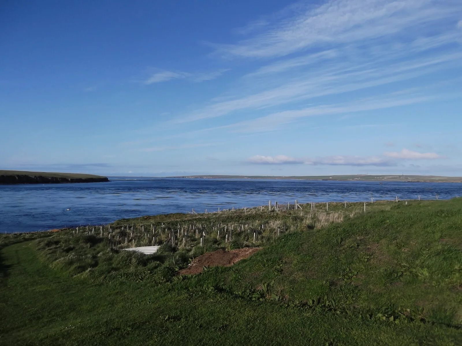 The view across Calf Sound from Eday, Orkney, to the low, green, uninhabited island of the Calf of Eday, with a bright blue summer sky and a grassy foreground.