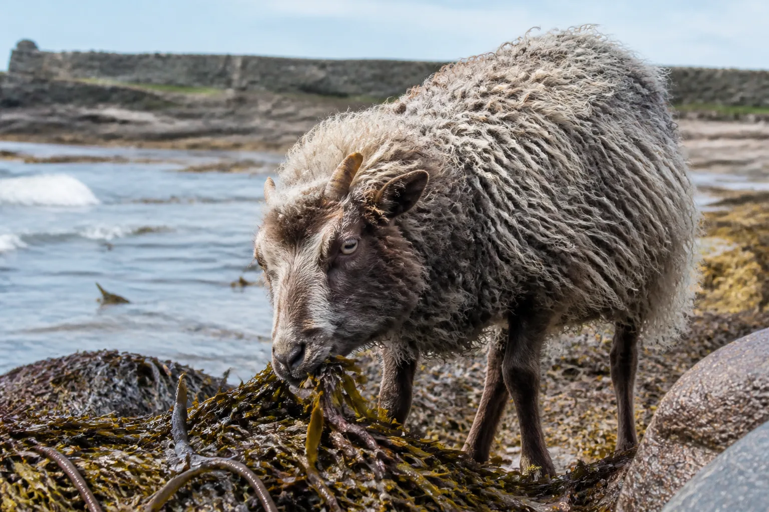 Close-up of a small primitive North Ronaldsay sheep with curved horns standing on the seaweed-strewn rocky foreshore of the island, brown wool and the grey sea behind, on a bright partly-cloudy summer day