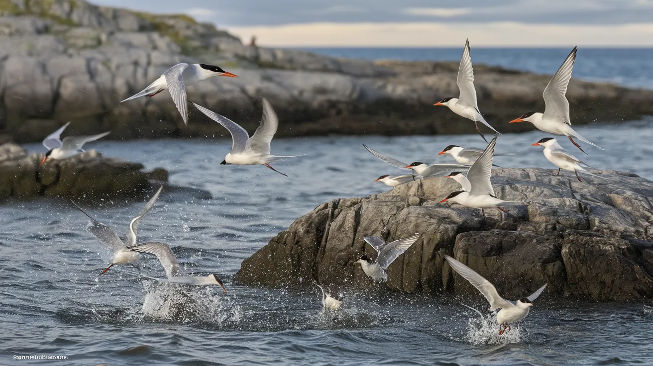 Arctic Terns nesting at North Hill RSPB Reserve, Papa Westray.