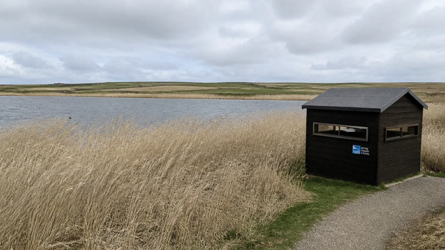 The RSPB Mill Dam hide on Shapinsay — a low timber hide with a flat roof and viewing slits on the edge of a freshwater wetland, a level path leading up to it from the road, the broad reed-fringed pool of Mill Dam stretching behind with a few northern pintails on the water and wigeon at the far edge, low rolling Orkney pastures beyond, wildflower slopes on the right under a wide pale sky.