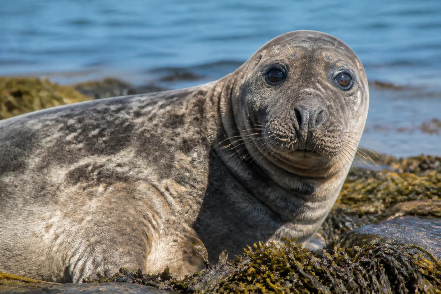 A close-up of a single grey seal hauled out on seaweed-covered rocks on the shore of Stronsay Orkney, a plump grey-brown adult with a long Roman-nose snout and large dark eyes looking toward the camera, calm sea behind, bright summer light