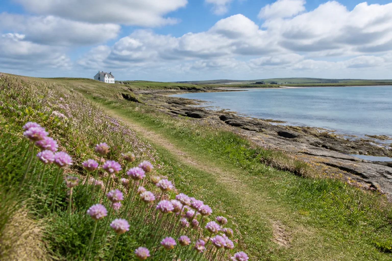 A grassy coastal path along the low shore of Stronsay Orkney with clumps of pink sea-thrift in the foreground, a broad shallow bay and a distant white farmhouse behind, under bright broken summer cloud