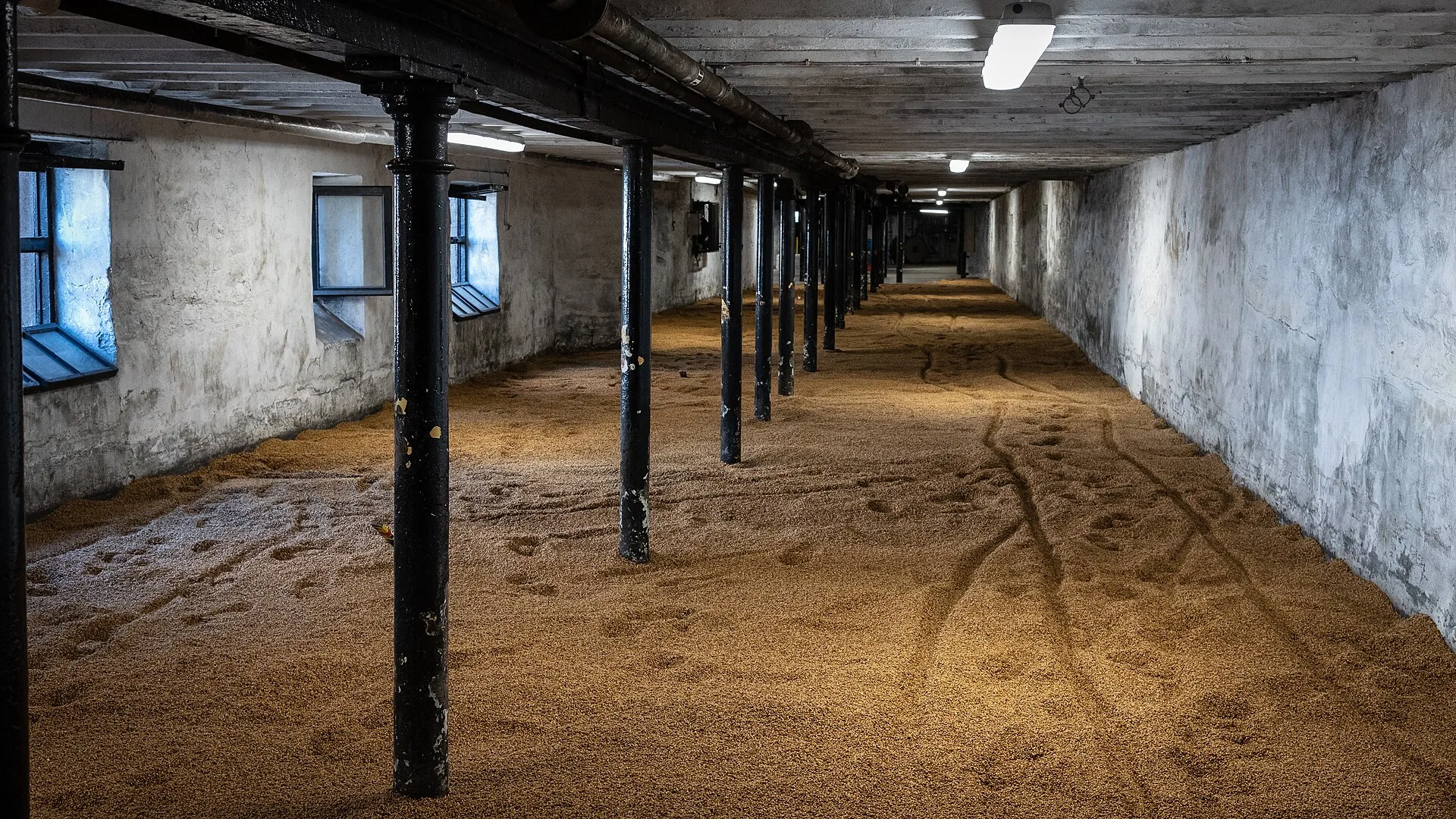 Barley spread across the floor of Highland Park's malting house in Kirkwall, a long whitewashed room lined with cast-iron pillars, with rake marks visible in the grain