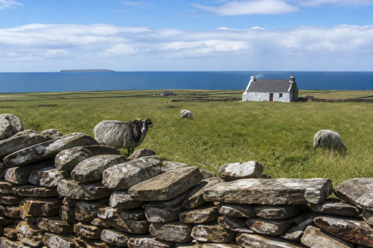 A drystone dyke (low stone wall) runs across the foreground of a view from a country lane on the West Mainland of Orkney, with sheep grazing on tussock-grass farmland, a single whitewashed Orkney crofthouse with a slate roof and red door in the mid-distance, and the flat sea horizon with a sliver of another island visible far in the distance under a bright blue sky