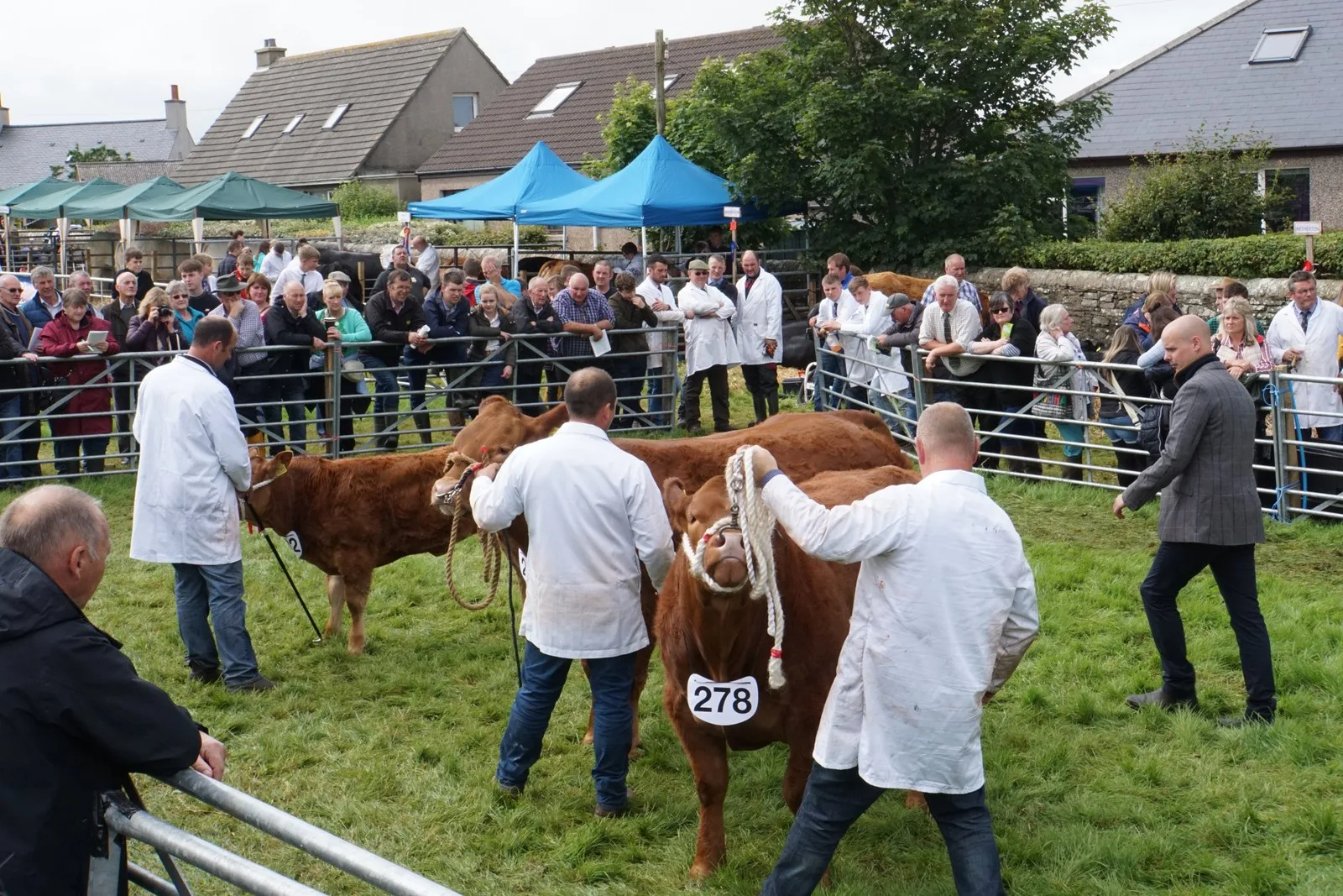 Handlers in white coats leading numbered beef cattle around a judging ring at the Orkney County Show, with spectators lining the metal barriers