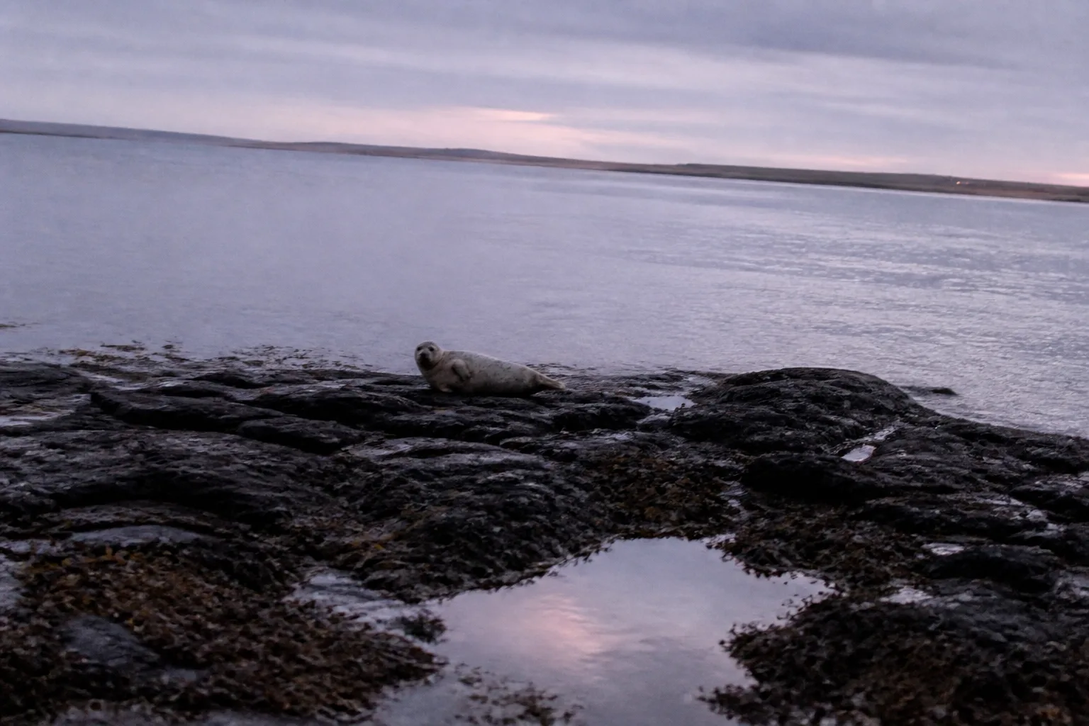 A single common seal hauled out on dark wet basalt rocks at the water's edge in South Ronaldsay at dusk, head turned slightly toward the camera, with a pale grey-violet sky reflecting on calm dark sea — the kind of encounter that started the selkie legends