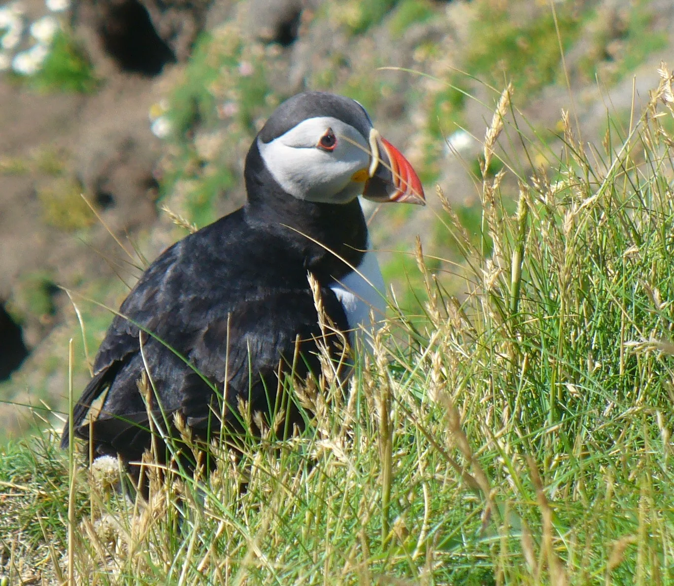 Atlantic puffin on a grassy clifftop at Sumburgh Head, Shetland — the islands’ most-photographed seabird, present roughly mid-April to early August