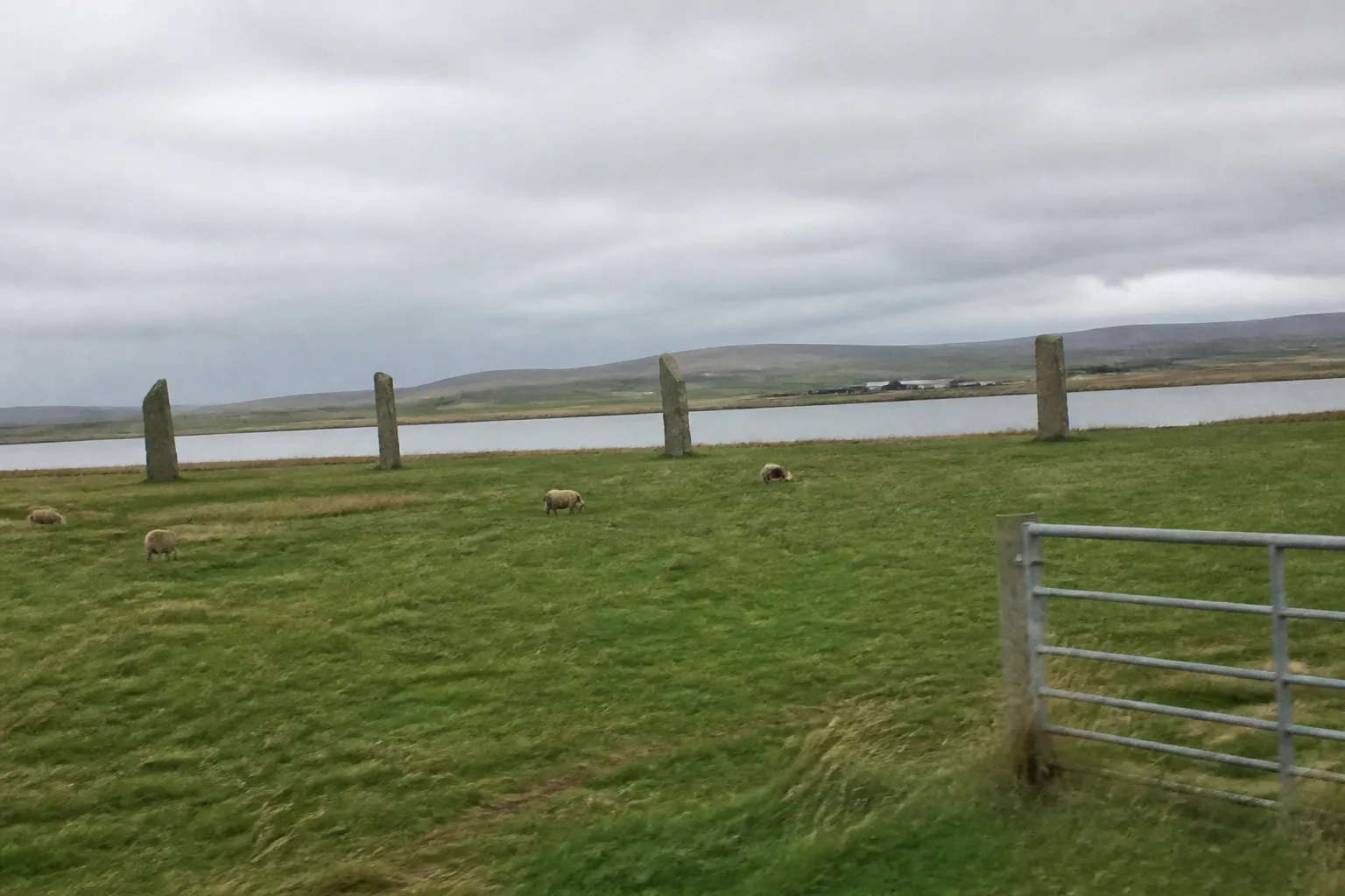 The flat green Orkney landscape at the Stones of Stenness with the four enormous standing stones in the middle distance and the Loch of Stenness stretching beyond, sheep grazing in the foreground and the hills of Hoy on the horizon under a flat overcast sky