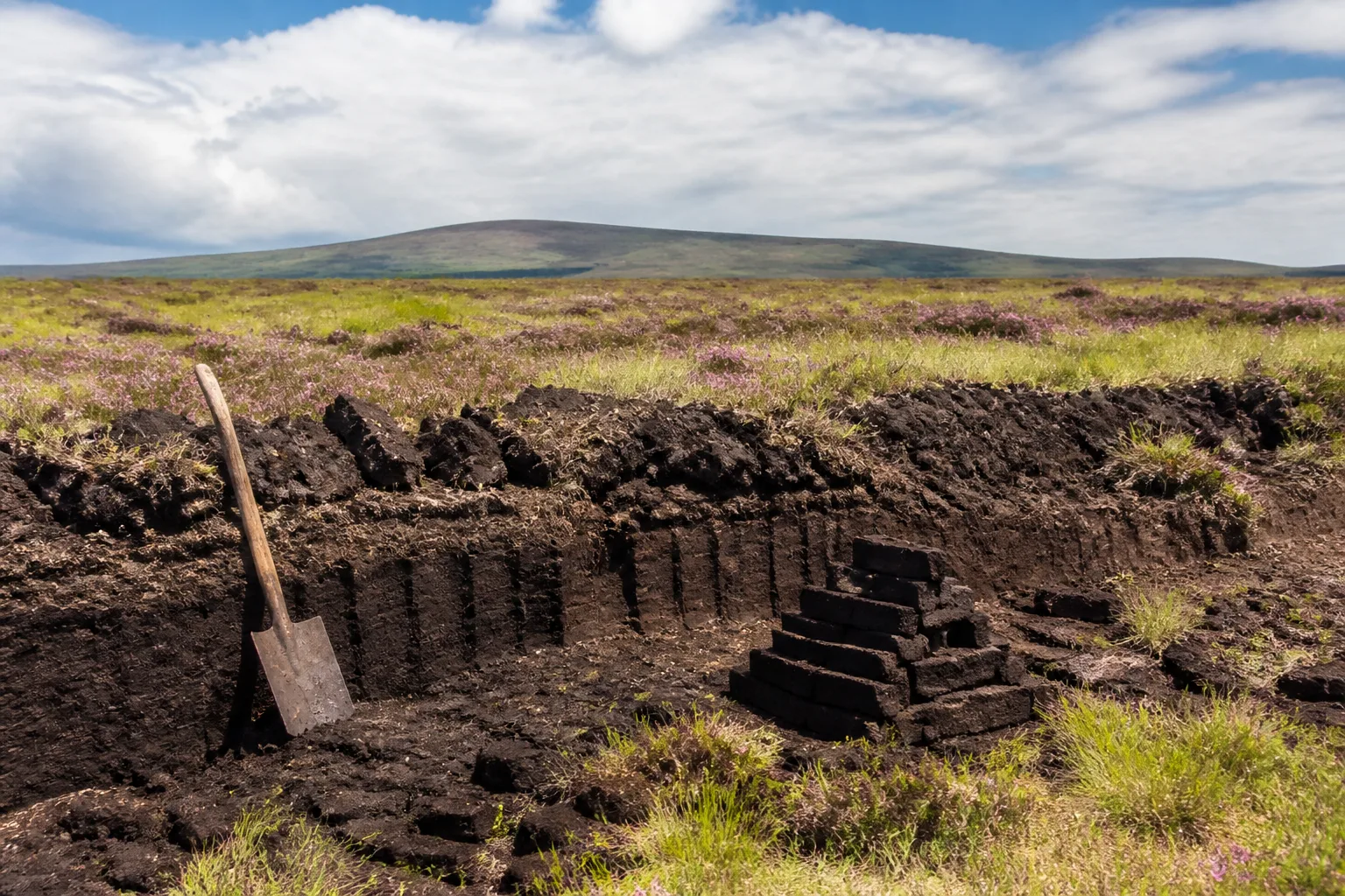 A Canon DSLR photo of an Orkney peat bog on the rolling moorland of Hobbister Moor in mid-June, with dark chocolate-brown peat banks exposed in vertical cuts where blocks have been hand-cut and stacked, a small pyramid of dark peat bricks in the foreground, surrounding moor of purple heather and pale green grass, and a weathered wooden peat spade leaning against the bank
