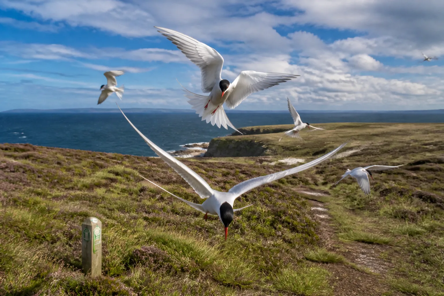 Several Arctic Terns with white bodies forked tails black caps and red beaks photographed mid-flight over the heather plateau at the North Hill RSPB reserve on Papa Westray Orkney with blue sea and Westray coastline behind