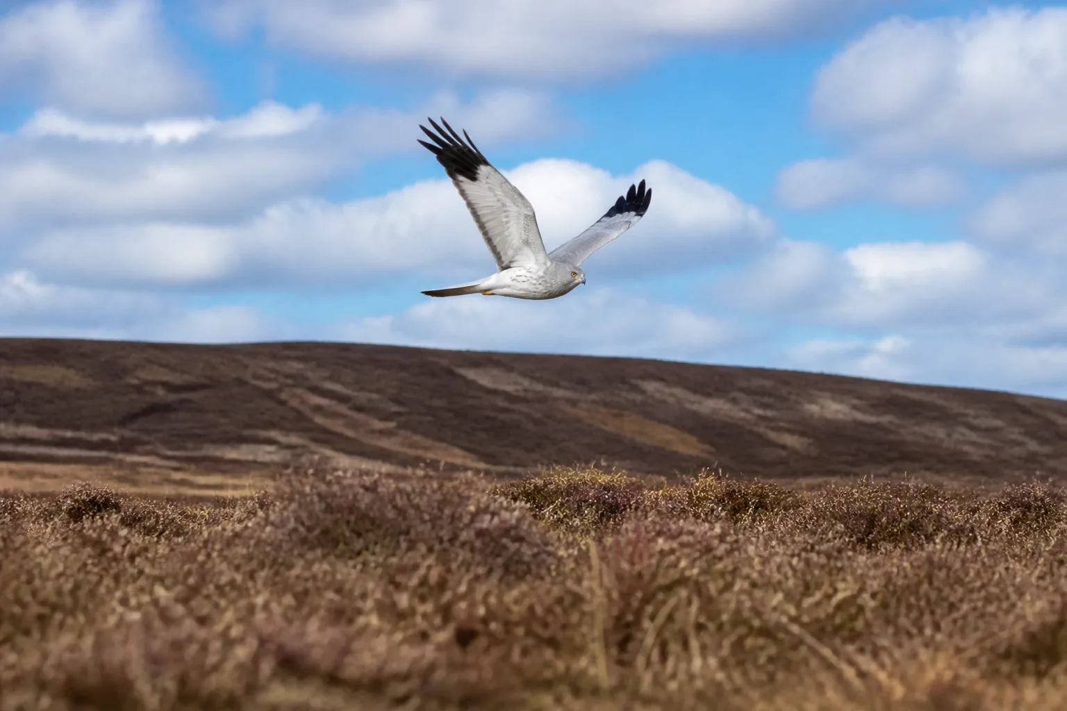 Male Hen Harrier with pale grey upperparts and black wing tips photographed in flight performing a sky-dance display above purple heather moorland on Birsay Moors Orkney under a bright partly cloudy spring sky