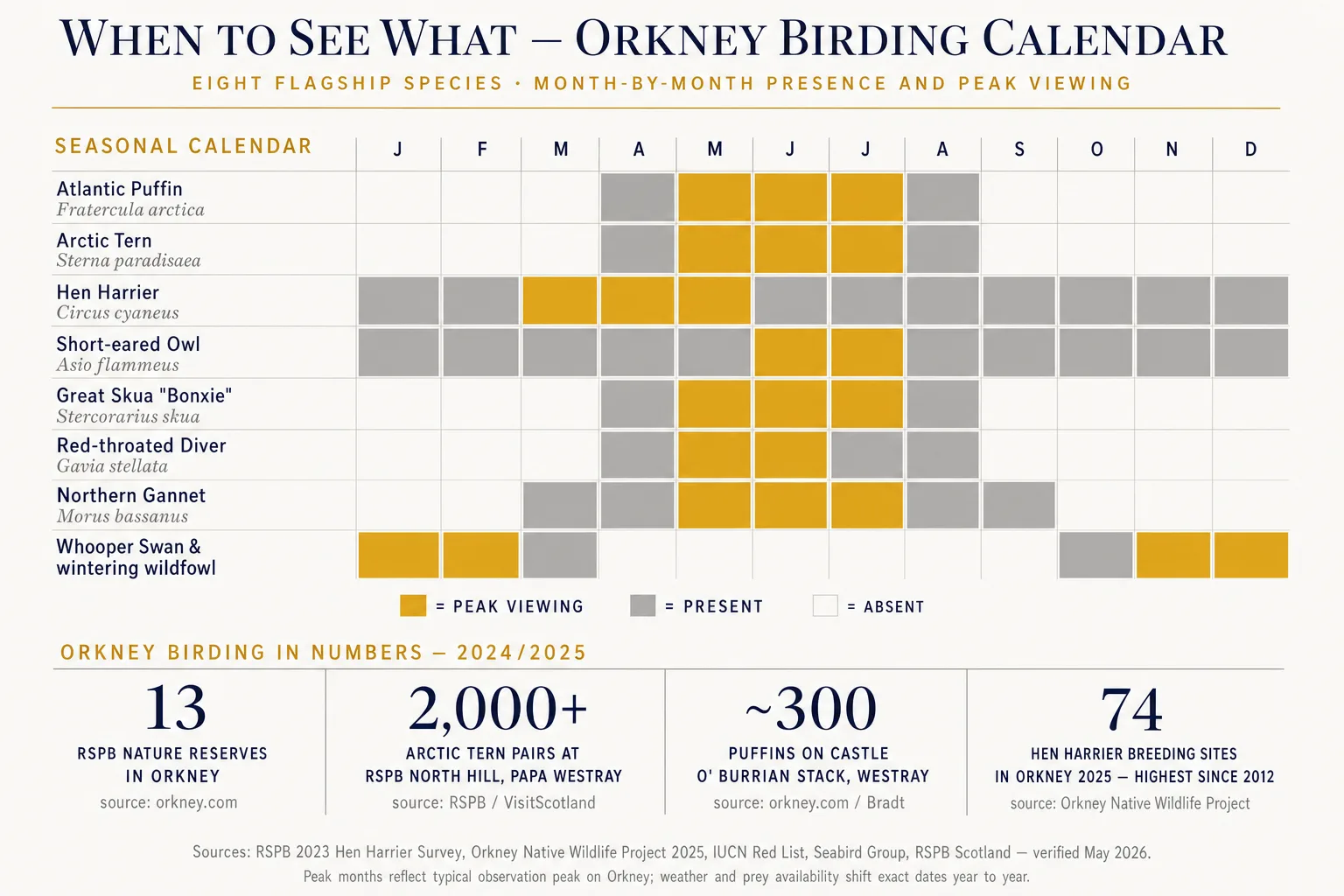 Orkney birdwatching seasonal calendar infographic — month-by-month presence and peak viewing for Atlantic Puffin, Arctic Tern, Hen Harrier, Short-eared Owl, Great Skua, Red-throated Diver, Northern Gannet and wintering wildfowl, plus four key Orkney birding statistics (13 RSPB reserves, 2,000+ Arctic Tern pairs at North Hill, ~300 puffins at Castle o' Burrian, 74 hen harrier breeding sites in 2025)