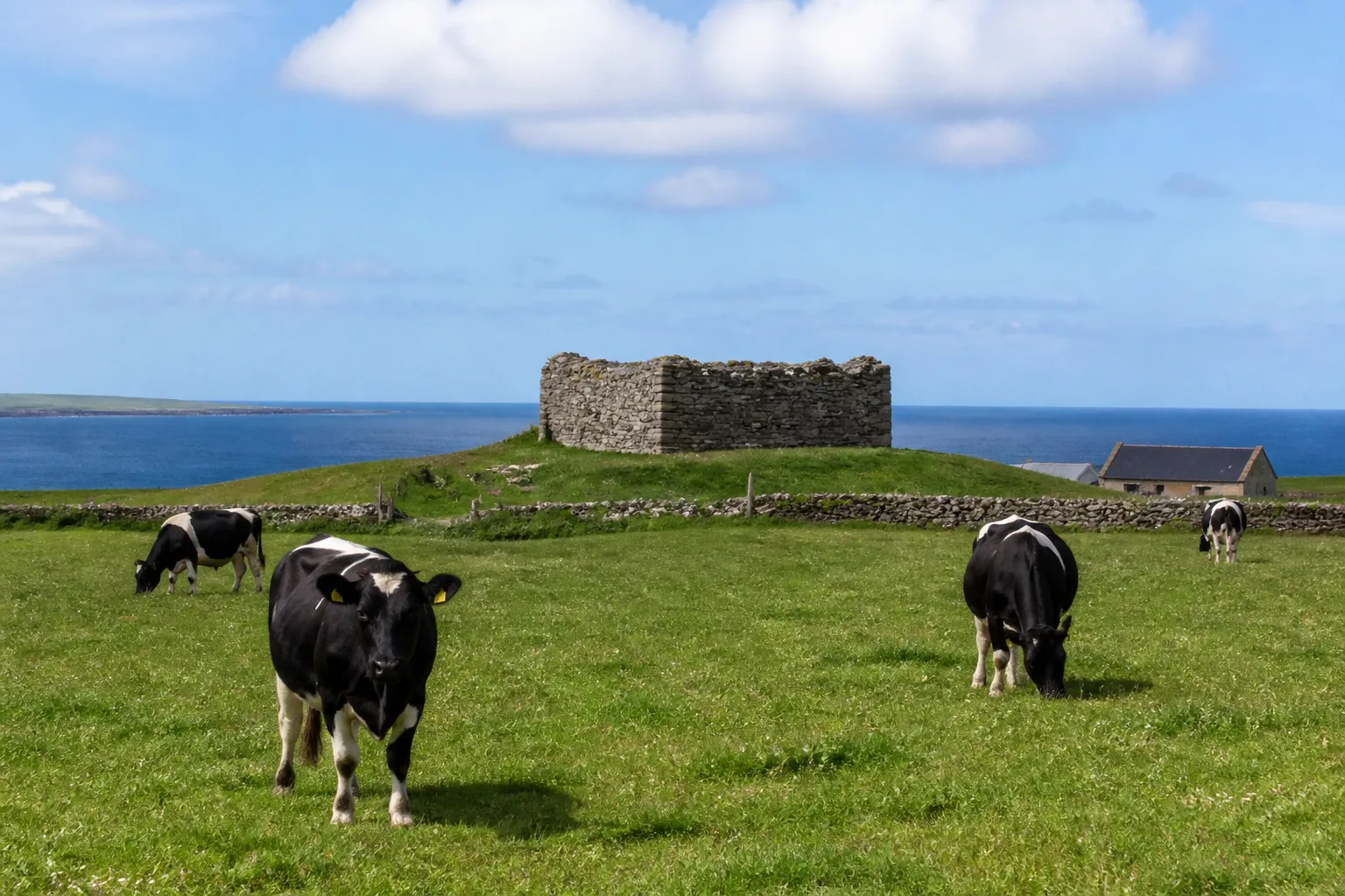 Mid-range summer view of the tiny island of Wyre in Orkney, with flat green pastureland in the foreground containing several black-and-white Friesian dairy cows grazing, the ruined remains of Cubbie Roo's twelfth-century stone keep on a low rise in the mid-distance, a low drystone dyke around it, and sea visible on the horizon under a bright partly-cloudy blue sky