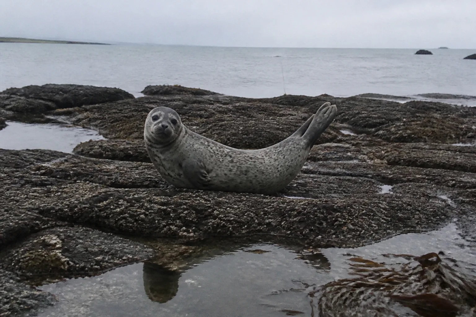 Common harbour seal in classic banana pose, head and tail both raised, on flat tidal rocks at low tide near St Mary's Village, Orkney Mainland