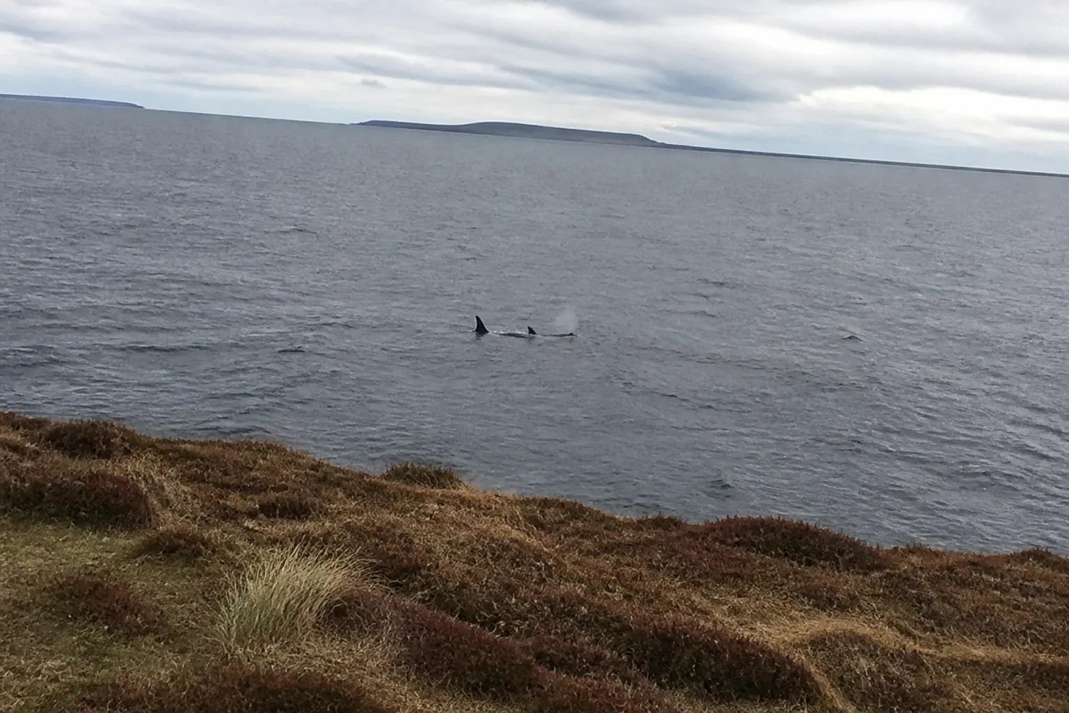 Two orca dorsal fins breaking the surface close to the cliffs at North Hill, Papa Westray — one tall and triangular adult male fin, one smaller curved fin, photographed from the heather-covered cliff edge above