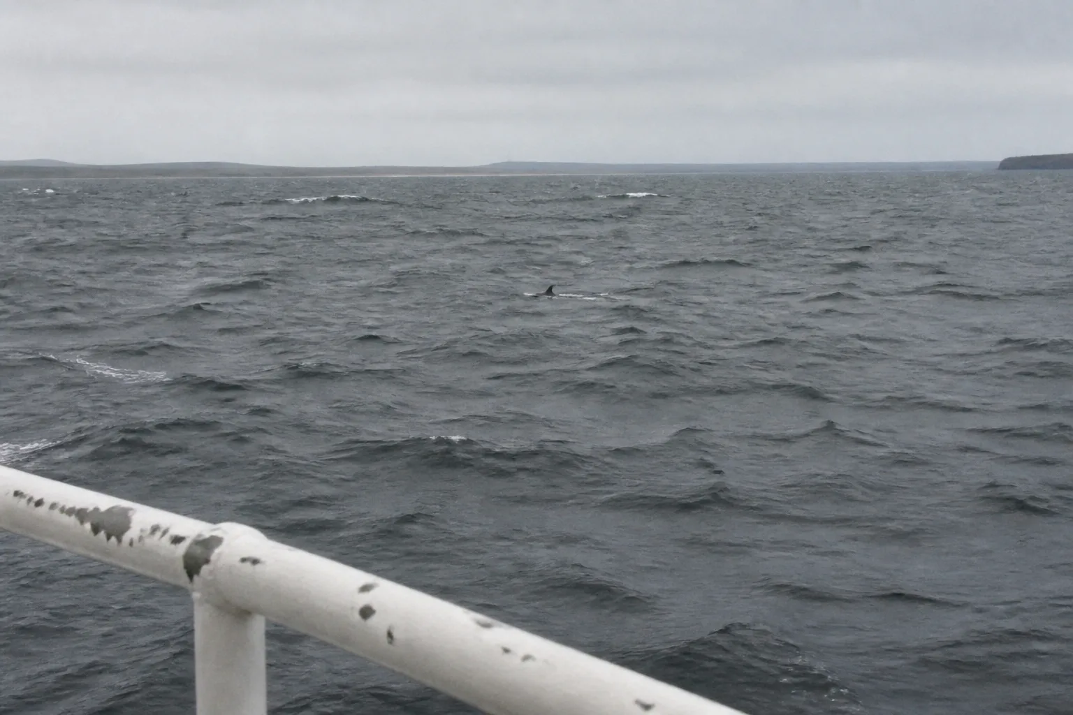 Distant harbour porpoise dorsal fin breaking the surface in the choppy steel-grey water of the Pentland Firth, seen from the rail of a passenger ferry crossing between Orkney and the Scottish mainland
