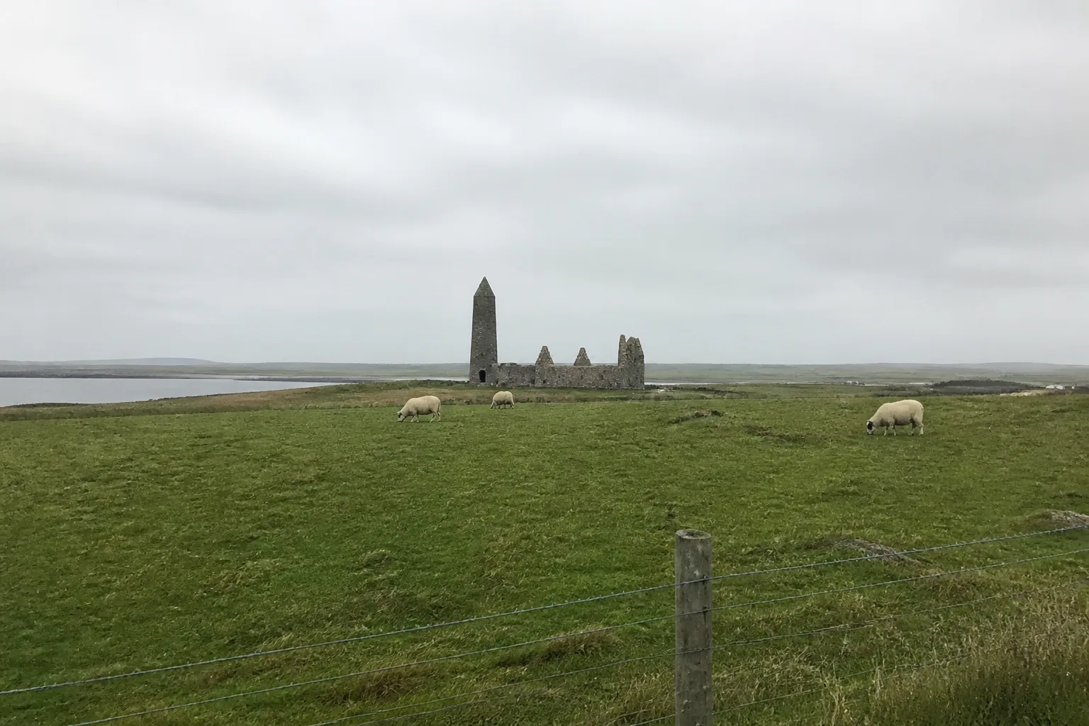 The medieval St Magnus Church on Egilsay — small ruined stone church with a distinctive tall round Irish-style tower at the west end, built at the 1117 murder site of Earl Magnus, seen across rough green pasture grazed by sheep