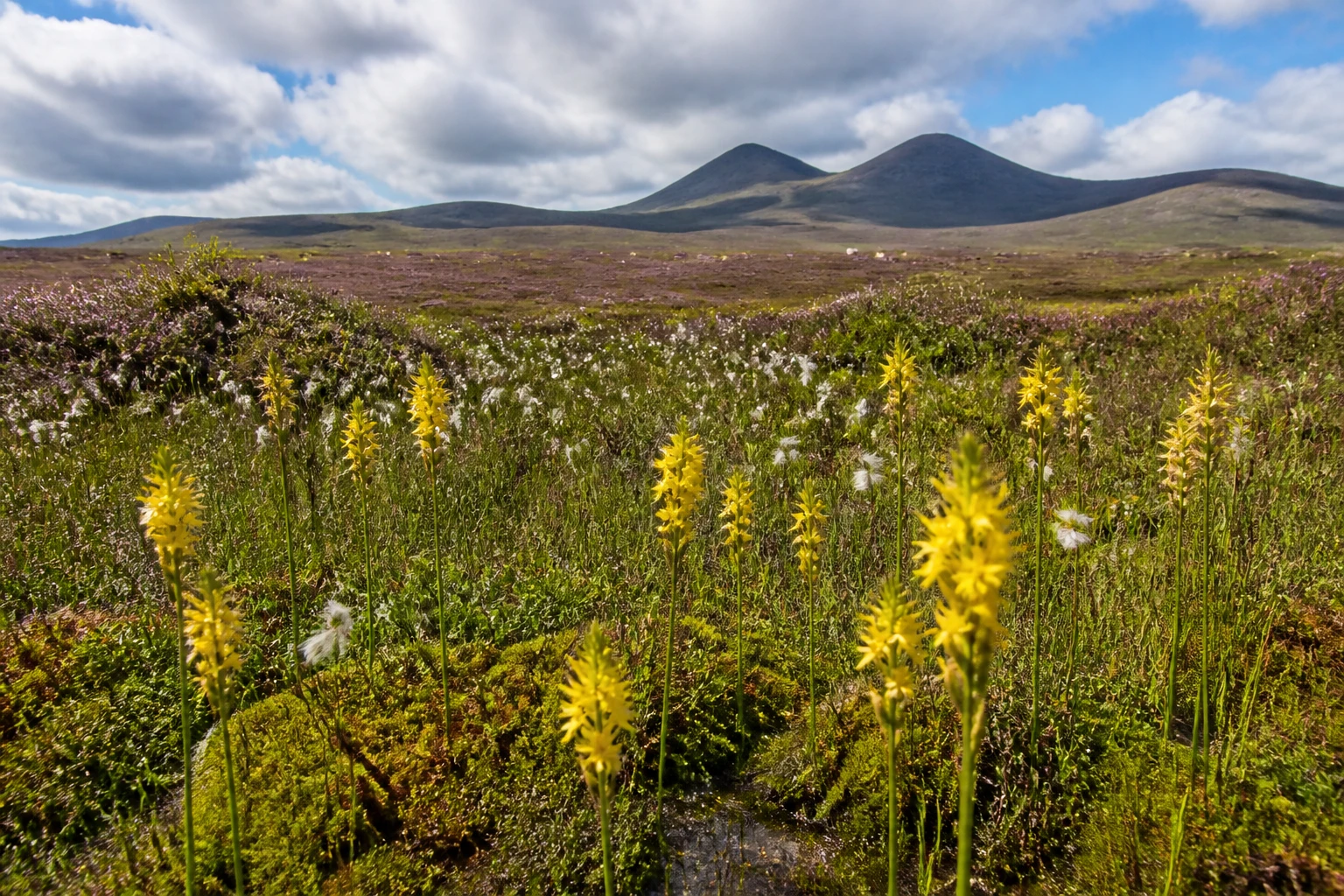 Boggy moorland on Hoy Orkney in late July with cushions of green sphagnum moss, tussocks of cotton grass with white seedheads, and dozens of upright bright yellow Bog Asphodel Narthecium ossifragum flower spikes about 30 cm tall, the moorland rolling up to the twin peaks of Ward Hill in the background under a partly-cloudy summer sky