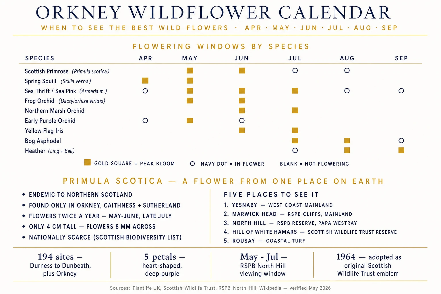 Orkney wildflower calendar infographic showing peak bloom months for Scottish Primrose (Primula scotica), Spring Squill, Sea Thrift, Frog Orchid, Northern Marsh Orchid, Early Purple Orchid, Yellow Flag Iris, Bog Asphodel and Heather across April to September, with a callout panel on Primula scotica — endemic to Orkney, Caithness and Sutherland, 4 cm tall with 8 mm flowers