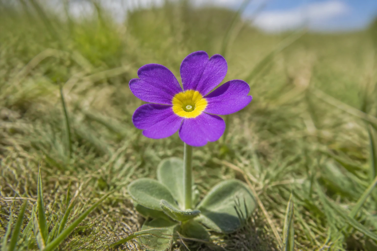 Extreme close-up macro of a single Primula scotica Scottish Primrose wildflower on Orkney coastal turf, five deep purple heart-shaped petals around a bright yellow centre eye, flower about 8 millimetres across on a short stem from a rosette of mealy grey-green oval leaves, soft-blurred green coastal turf background