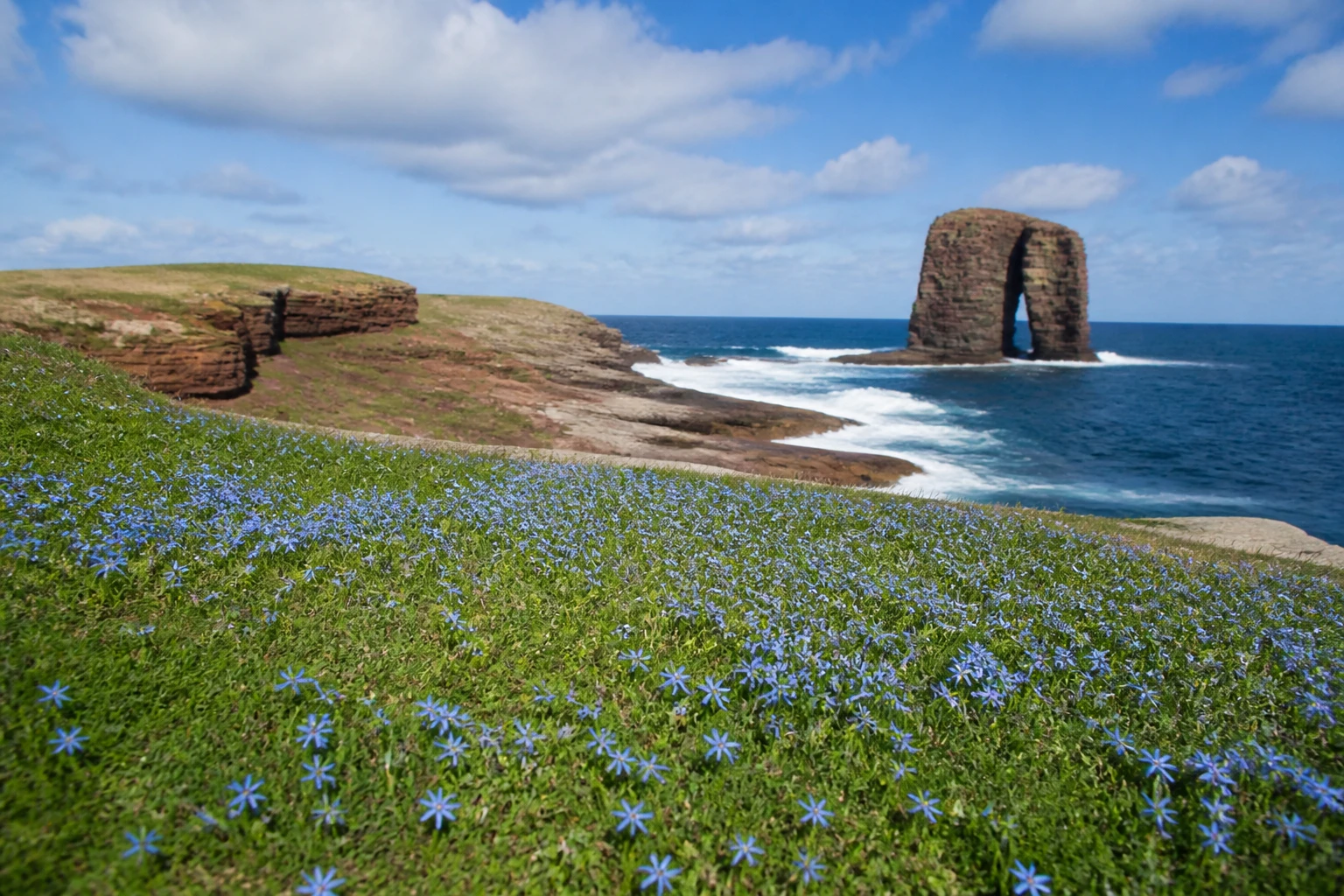 Carpet of hundreds of bright sky-blue star-shaped Spring Squill Scilla verna flowers on short coastal turf at Yesnaby Orkney in May, with the layered red Old Red Sandstone clifftop sloping towards the Atlantic and the Yesnaby Castle two-legged sea stack visible in soft focus in the background under a partly-cloudy summer sky