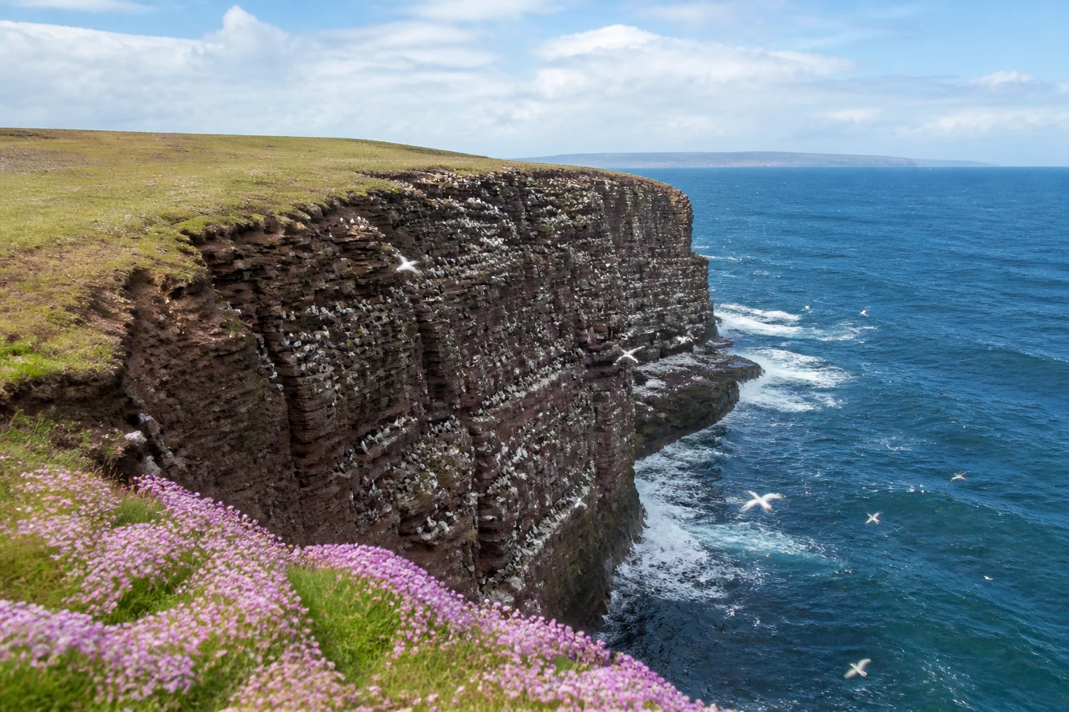 Marwick Head RSPB reserve Orkney in early summer with hundreds of nesting guillemots and kittiwakes packed on the narrow horizontal ledges of a red-brown sandstone vertical sea cliff dropping into the Atlantic, kittiwakes in flight, tussocks of pink sea pinks wildflowers in the foreground