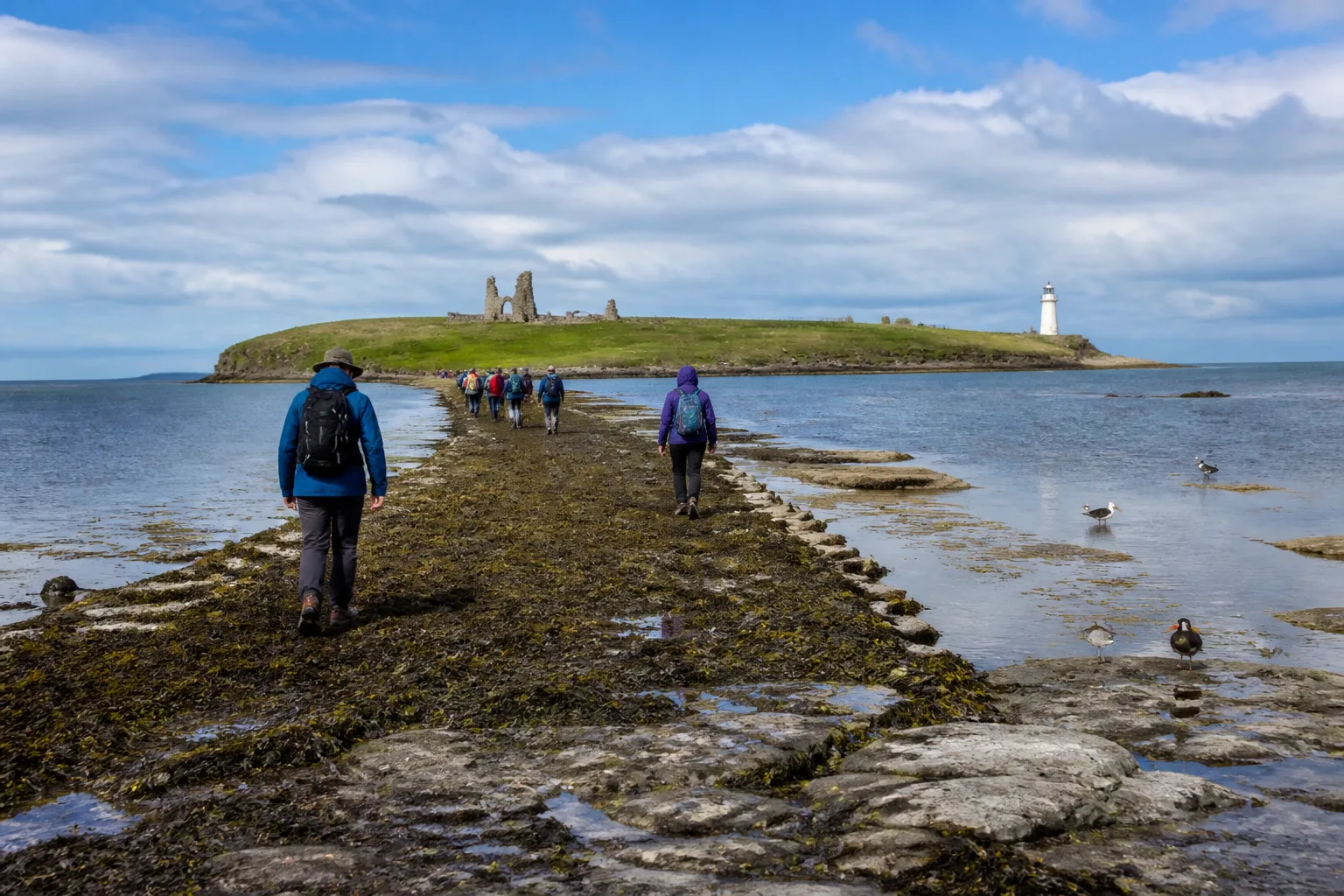 Environmental photo looking out from the Mainland Orkney shoreline across the exposed Brough of Birsay tidal causeway towards the small green Birsay island — the causeway is a 150-metre stretch of seaweed-covered concrete and natural rock laid bare at low tide with shallow pools of seawater either side reflecting the sky, with the ruins of the 12th-century St Peter's Church visible on the island plateau and the white-painted Brough of Birsay lighthouse standing at the far north end, several walkers in waterproof jackets crossing the causeway, under a bright partly-cloudy June afternoon