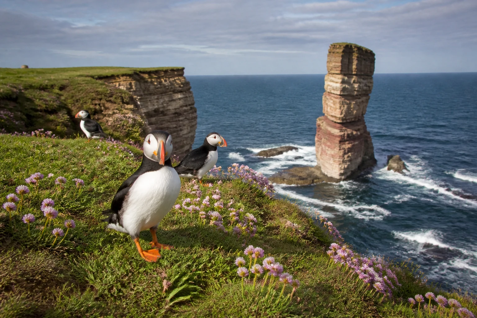 Atlantic puffins on the clifftop at Castle o Burrian sea stack Westray Orkney in early summer evening light, where to stay in the Orkney outer isles for wildlife watchers
