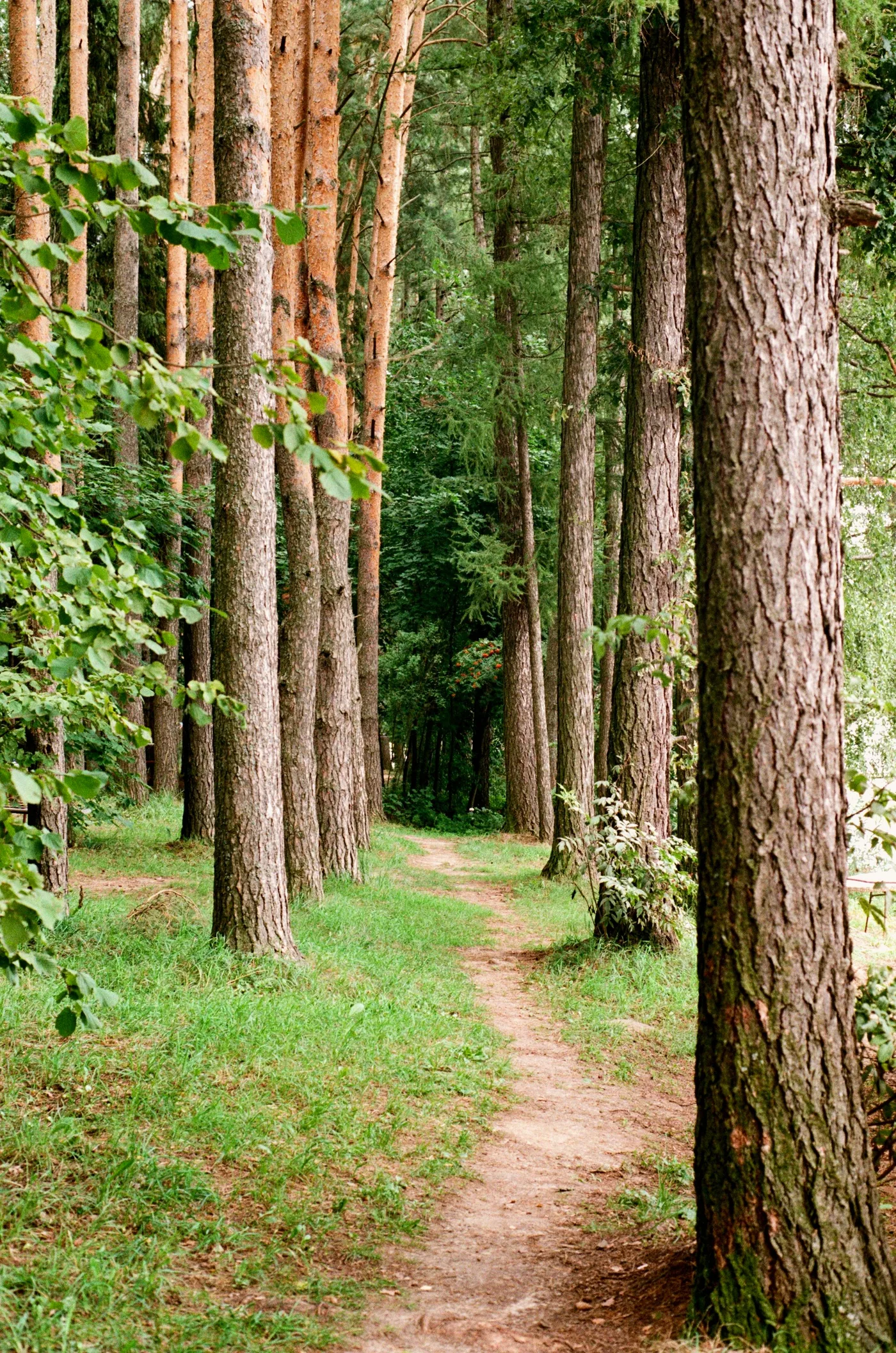 A forest trail winding through tall, old pine trees with dappled light filtering through the canopy