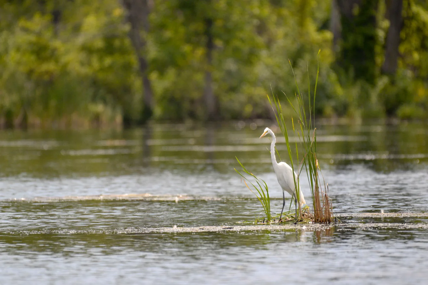 Great egret wading through a tranquil wetland pond surrounded by lush green vegetation