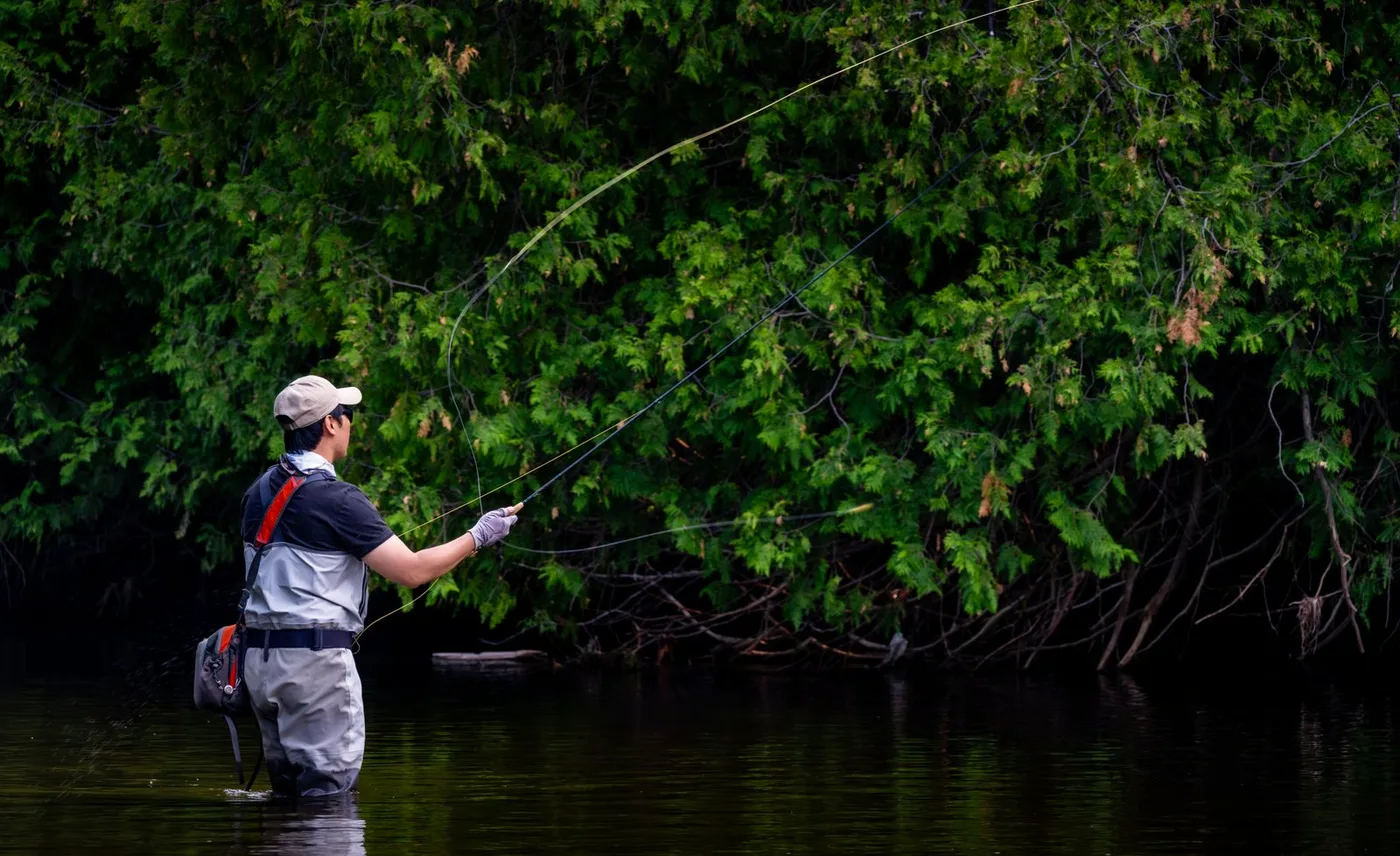 Fly angler wading and casting in a clear forest-lined trout stream, the kind of water found on the upper Au Sable above Grayling