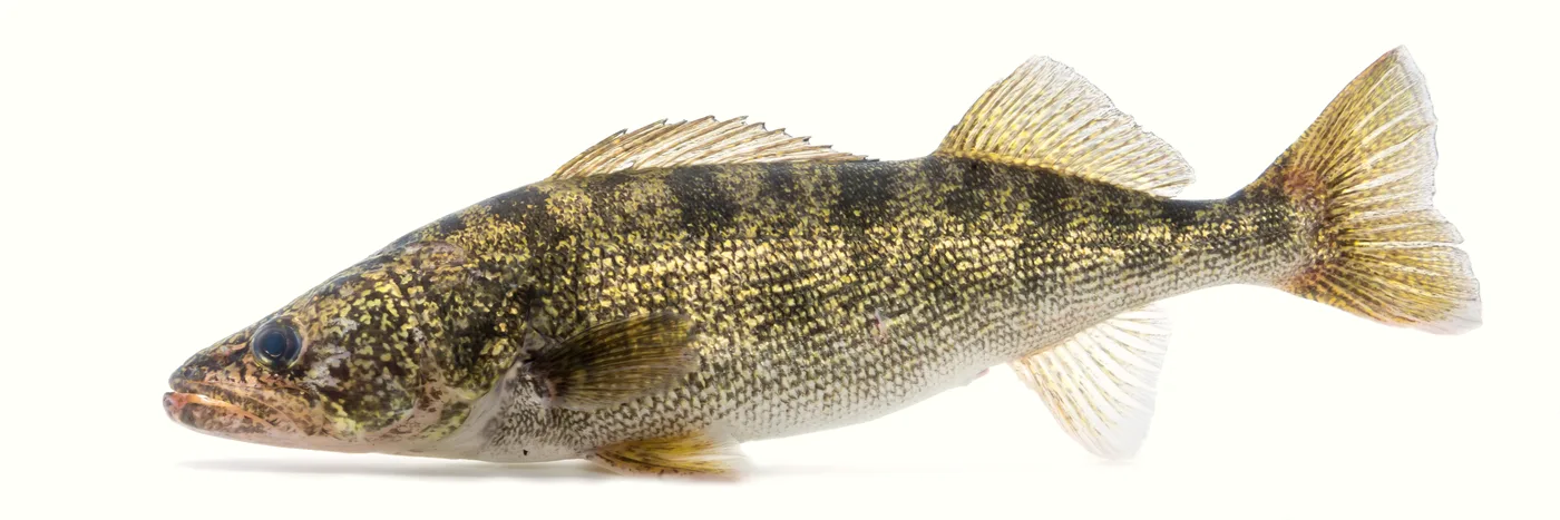 A walleye fish — the most prized sport fish in Northern Michigan lakes