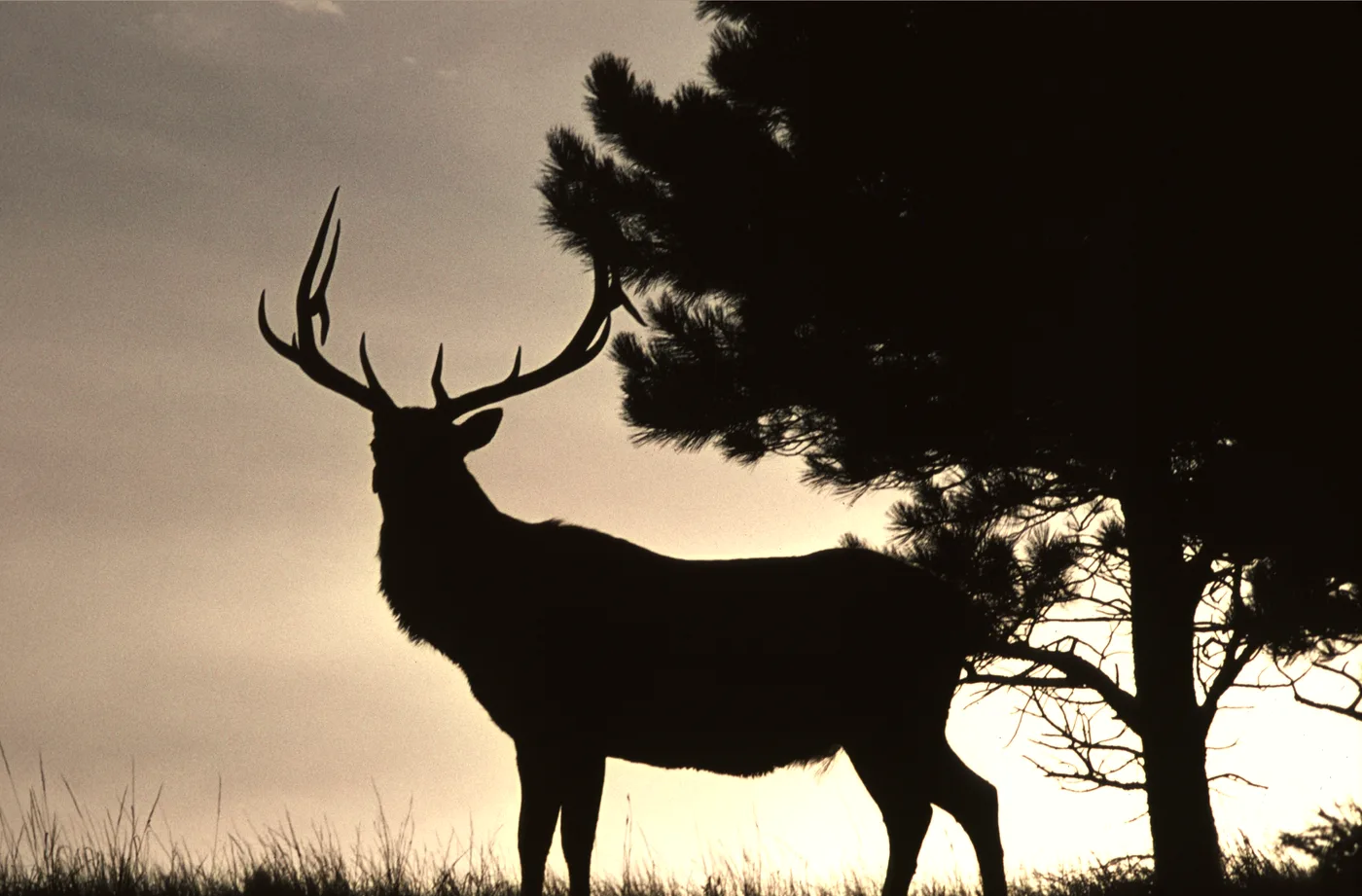 Bull elk at sunset in a meadow in northern Michigan during the autumn rut