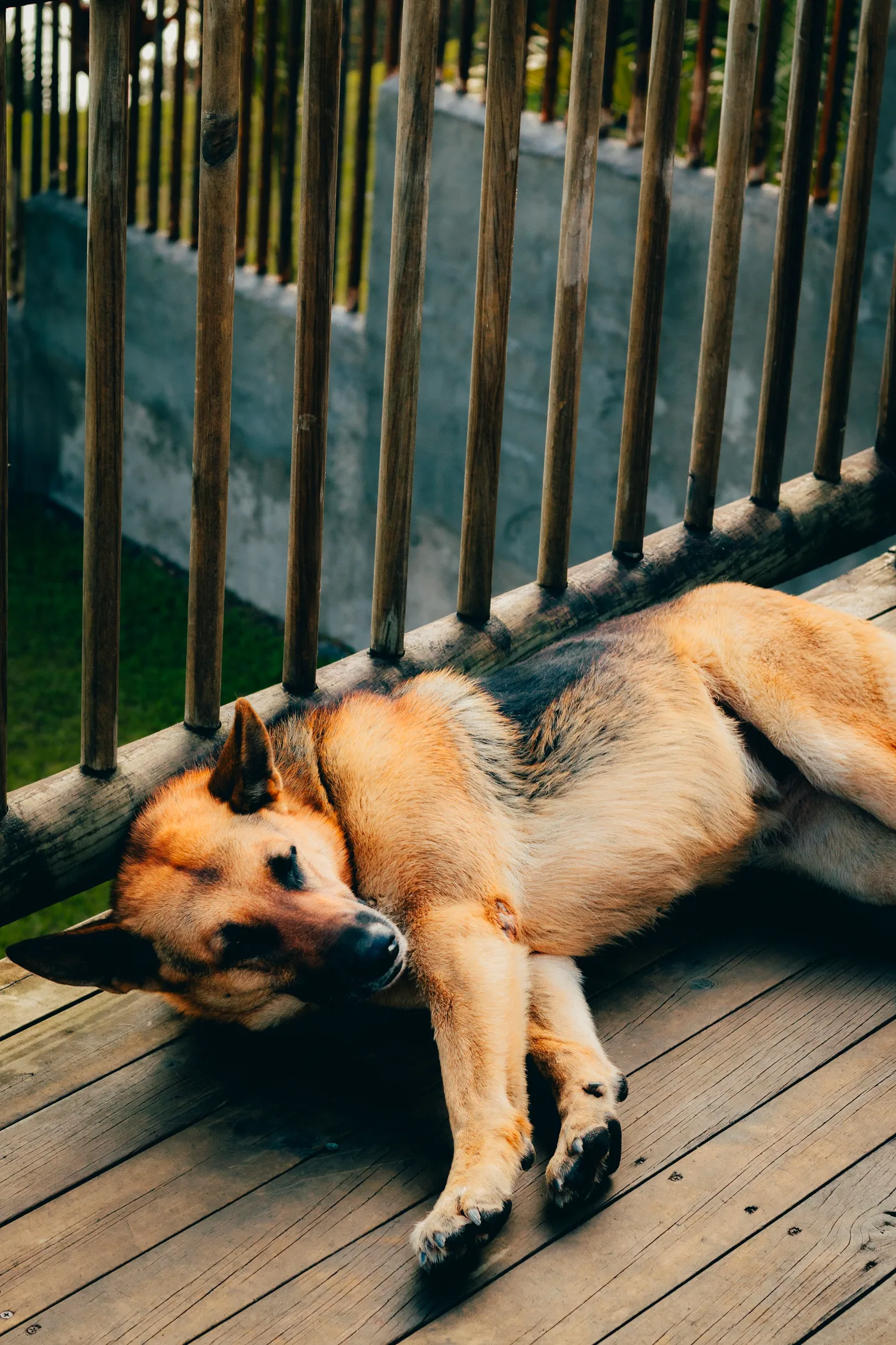 German shepherd relaxing on a sunny wooden deck at a cabin