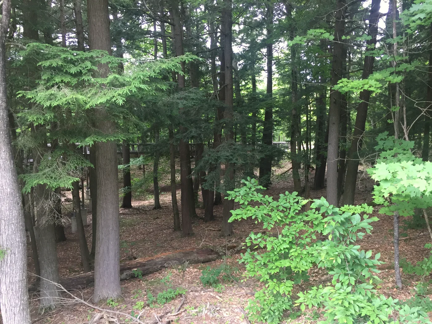 Tall white pine trees in Hartwick Pines State Park near Grayling, Michigan