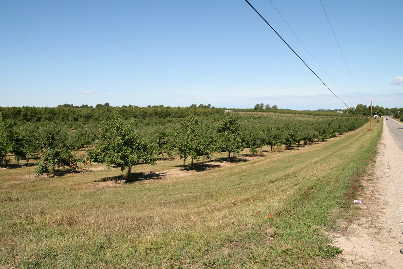 Rows of cherry trees loaded with fruit at a Michigan orchard in summer, extending toward the horizon under a clear blue sky