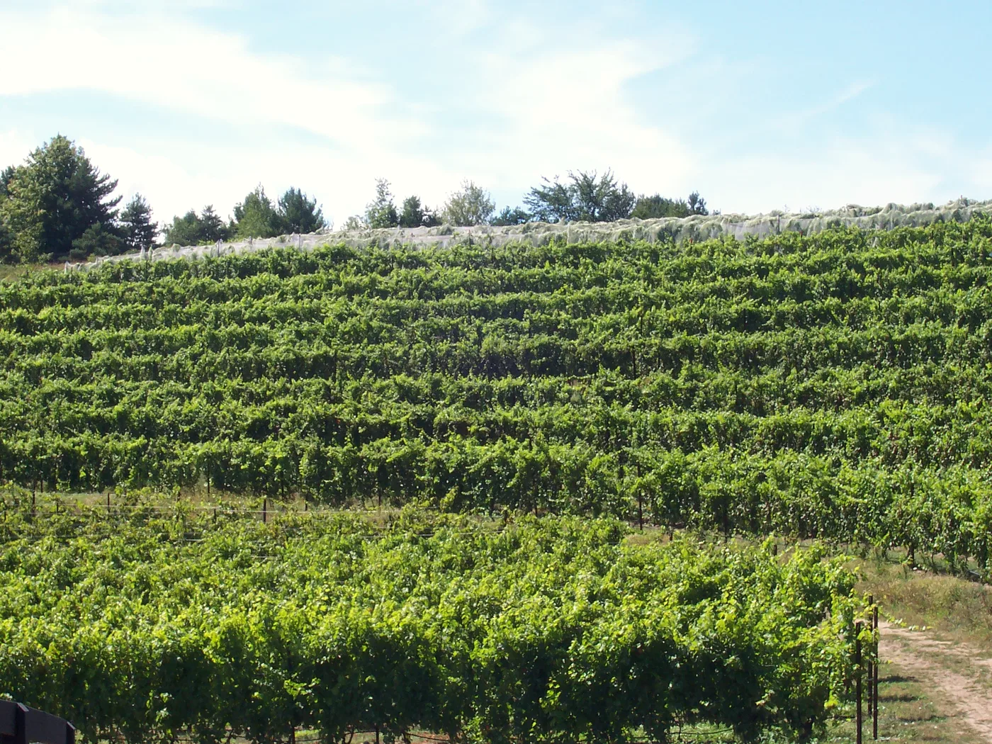Vineyard rows stretching down a hillside on the Leelanau Peninsula in Northern Michigan