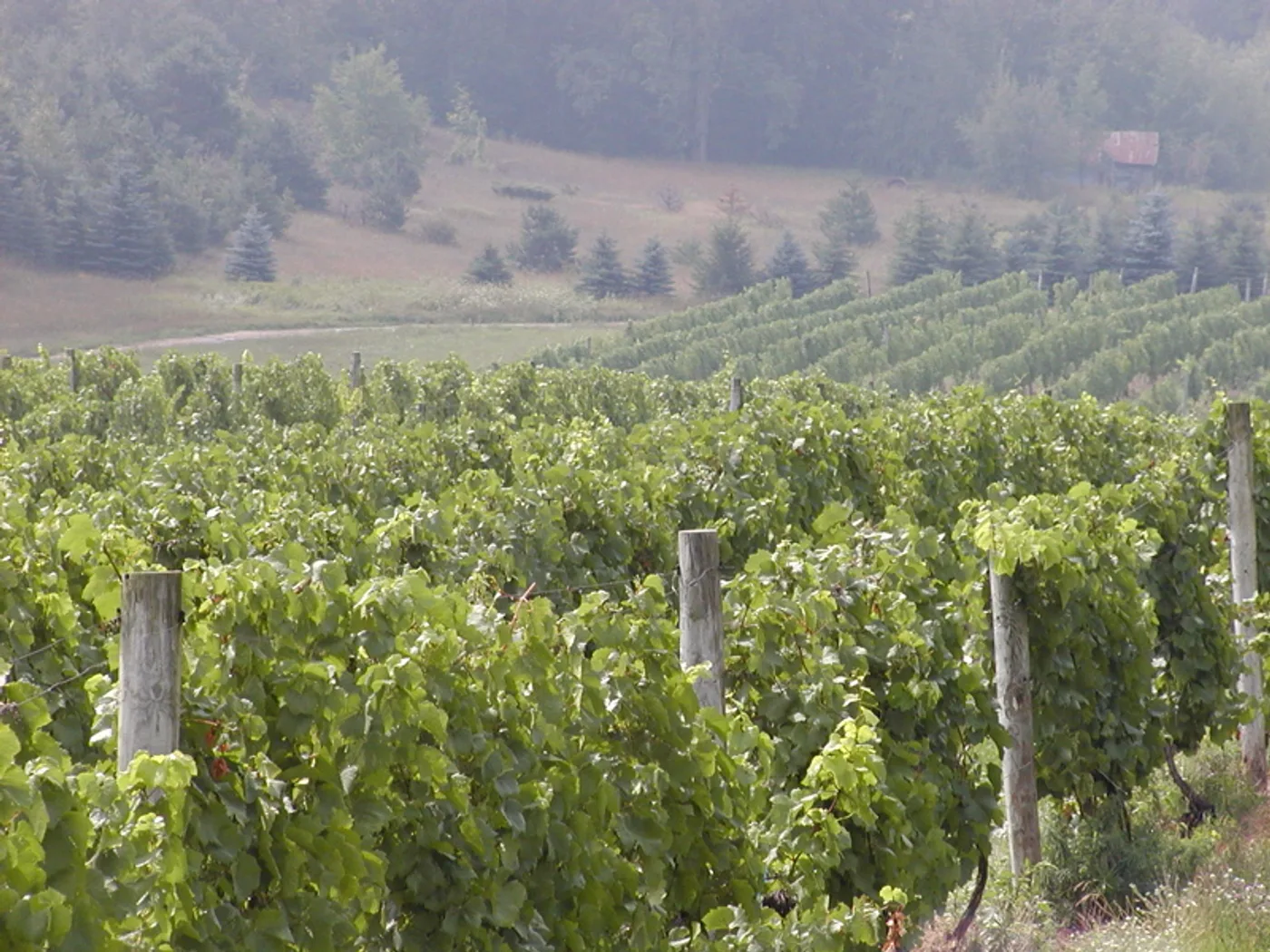 Rows of Chardonnay grapevines stretching across a Michigan vineyard on a sunny day