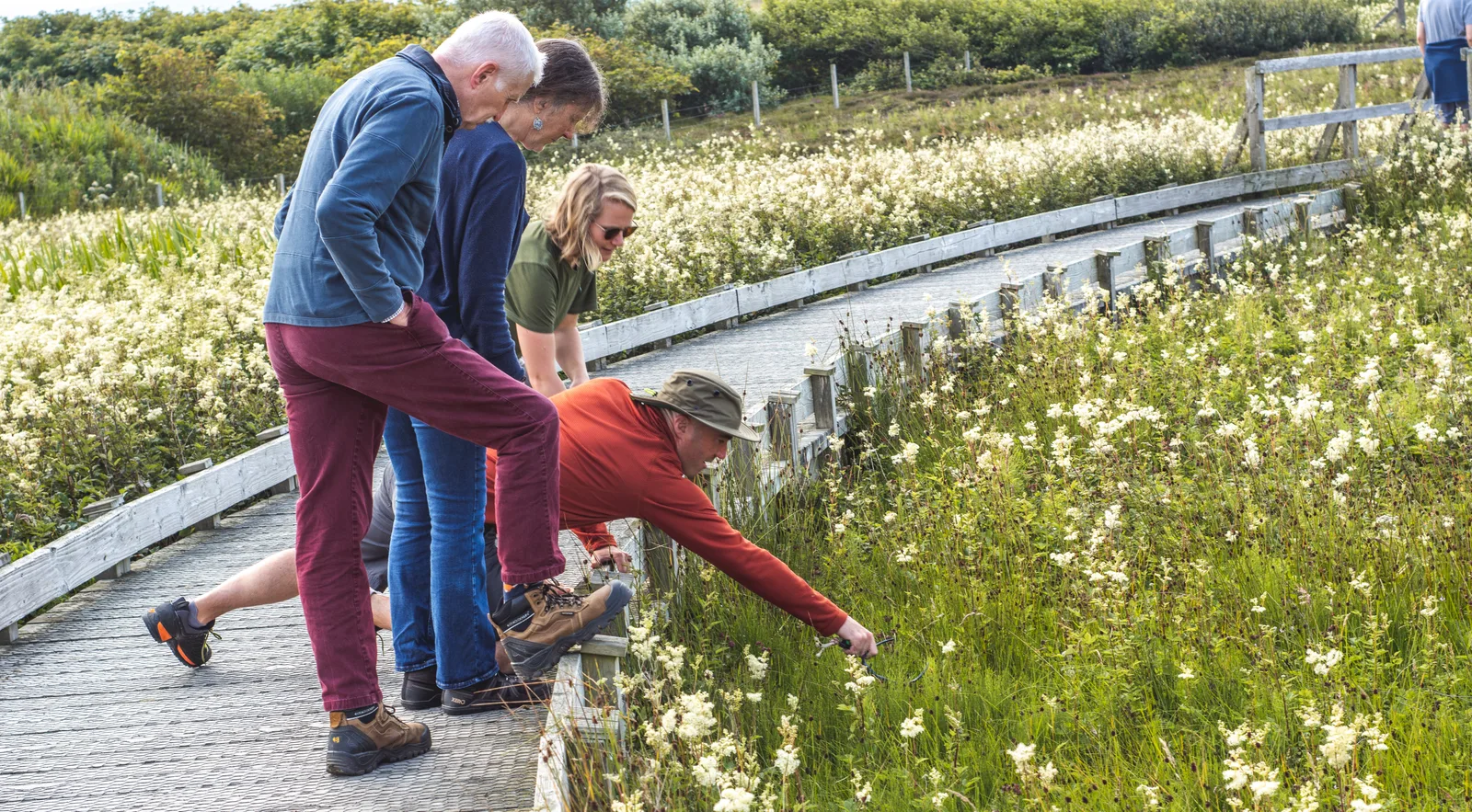 JP Orkney Tours private guided walk among Orkney wildflowers