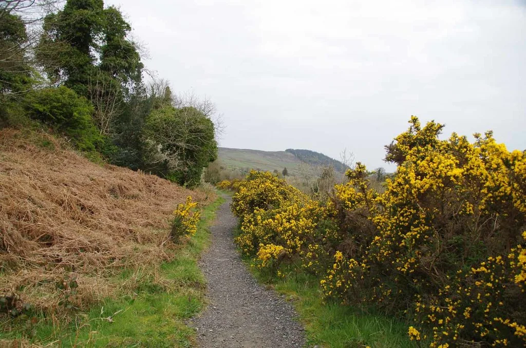 Yellow gorse in full flower beside a gravel path on the old railway line at Foxdale, with bracken and a hill behind
