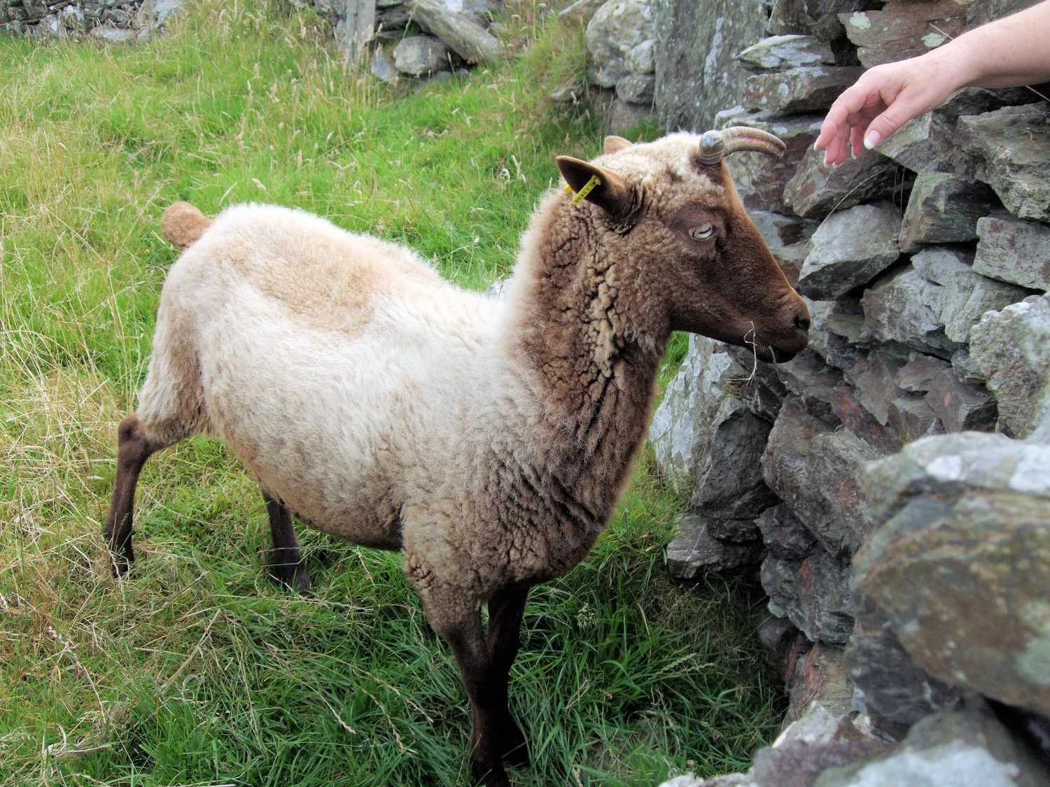 A Manx Loaghtan sheep with dark face and legs standing beside a drystone wall at Cregneash