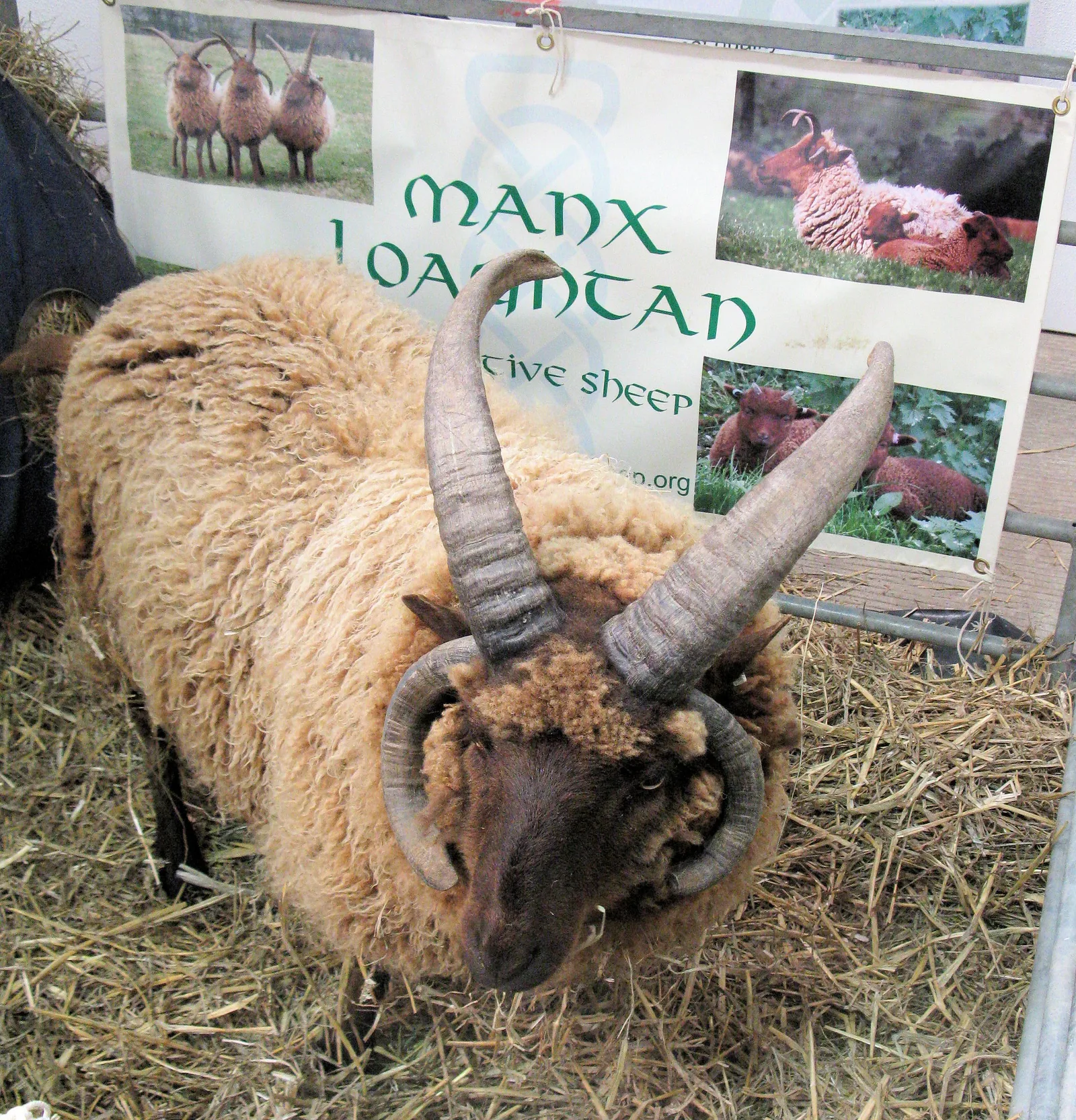 A Manx Loaghtan ram with four horns, two rising upright and two curling beside its face