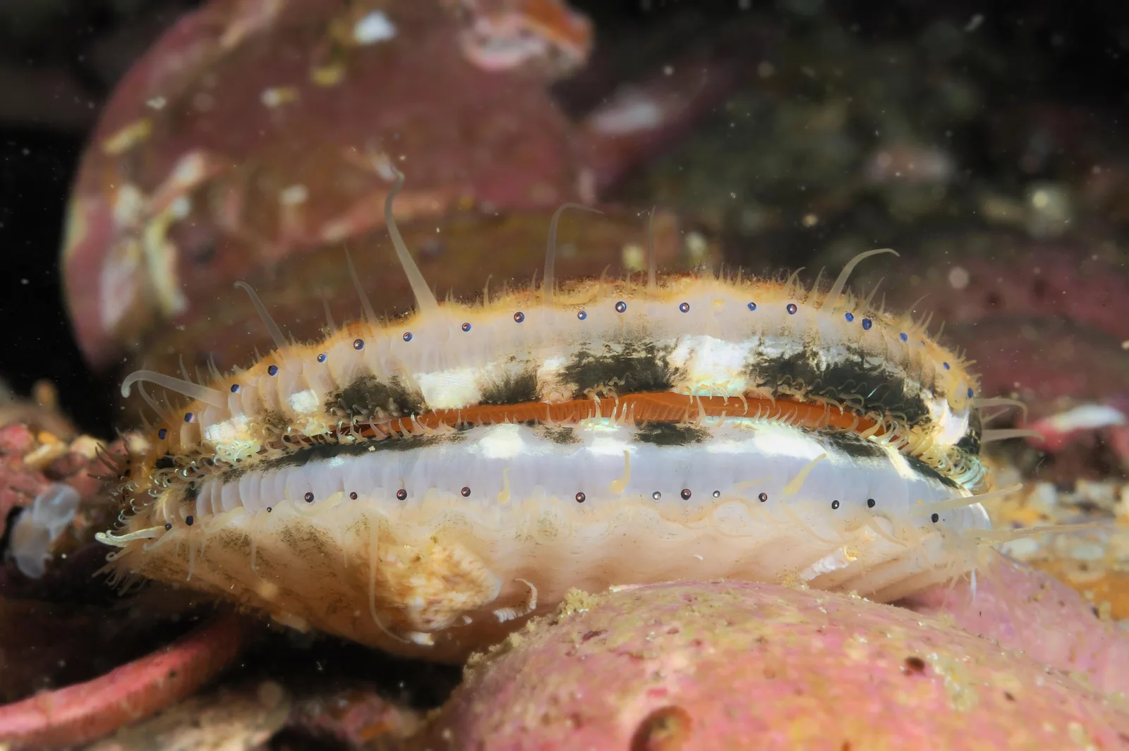 A live queen scallop resting on the seabed with its shell slightly open