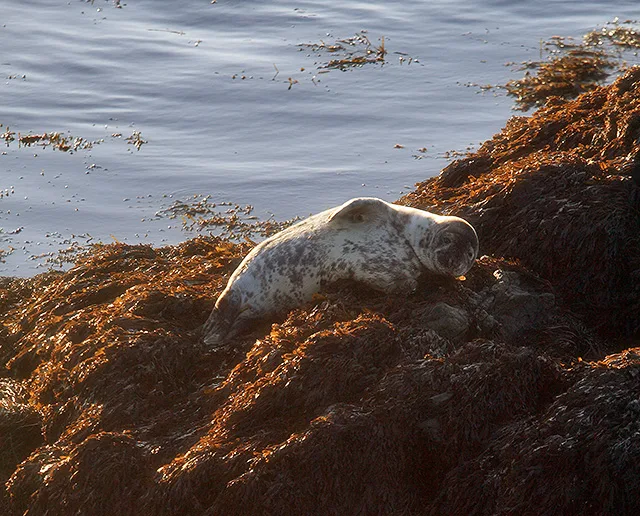 A grey seal basking on rocks below the Calf of Man's visitor centre