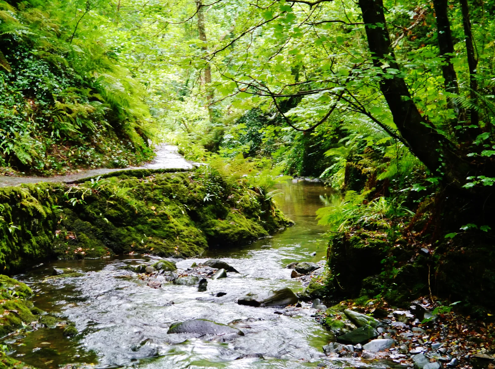 A stream running over stones through Glen Maye, with a footpath along a mossy bank under ferns and trees