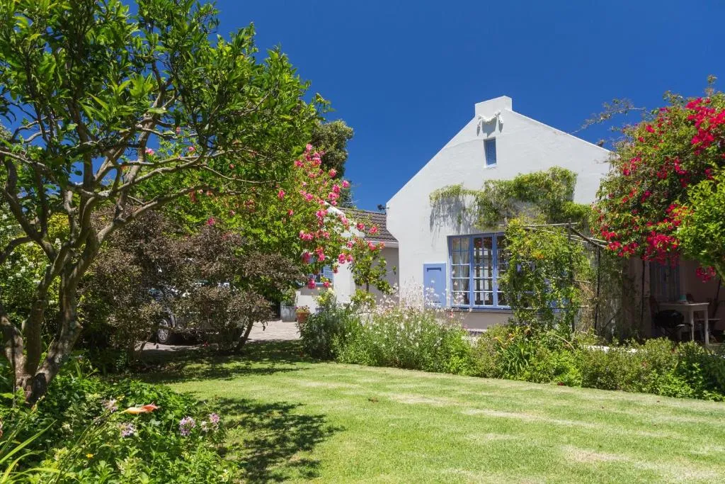 White gabled Cape Dutch-style house framed by roses and bougainvillea in the garden